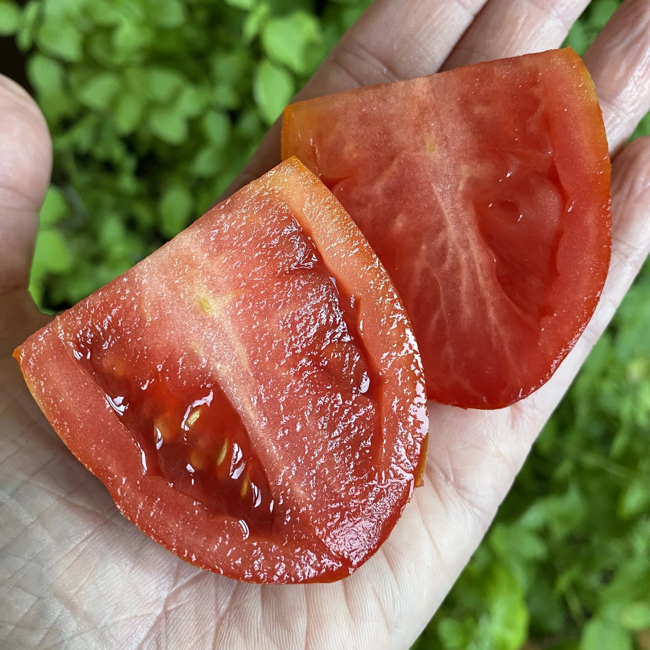 Doucet's Plum Producer