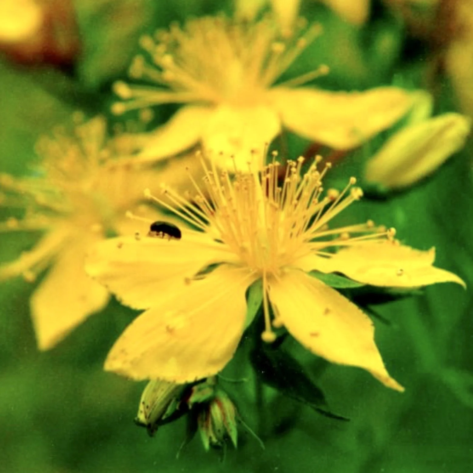 St. John's Wort 'Taubertal'