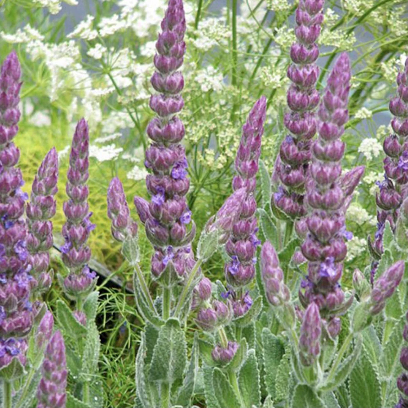 Spanish Catmint
