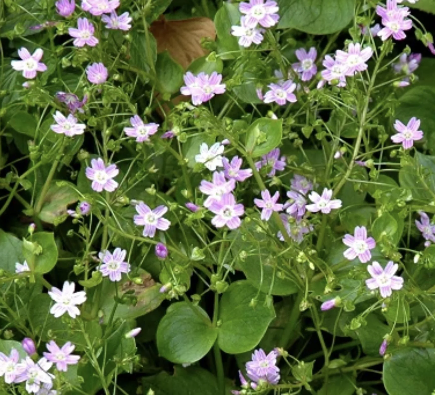 Siberian Claytonia