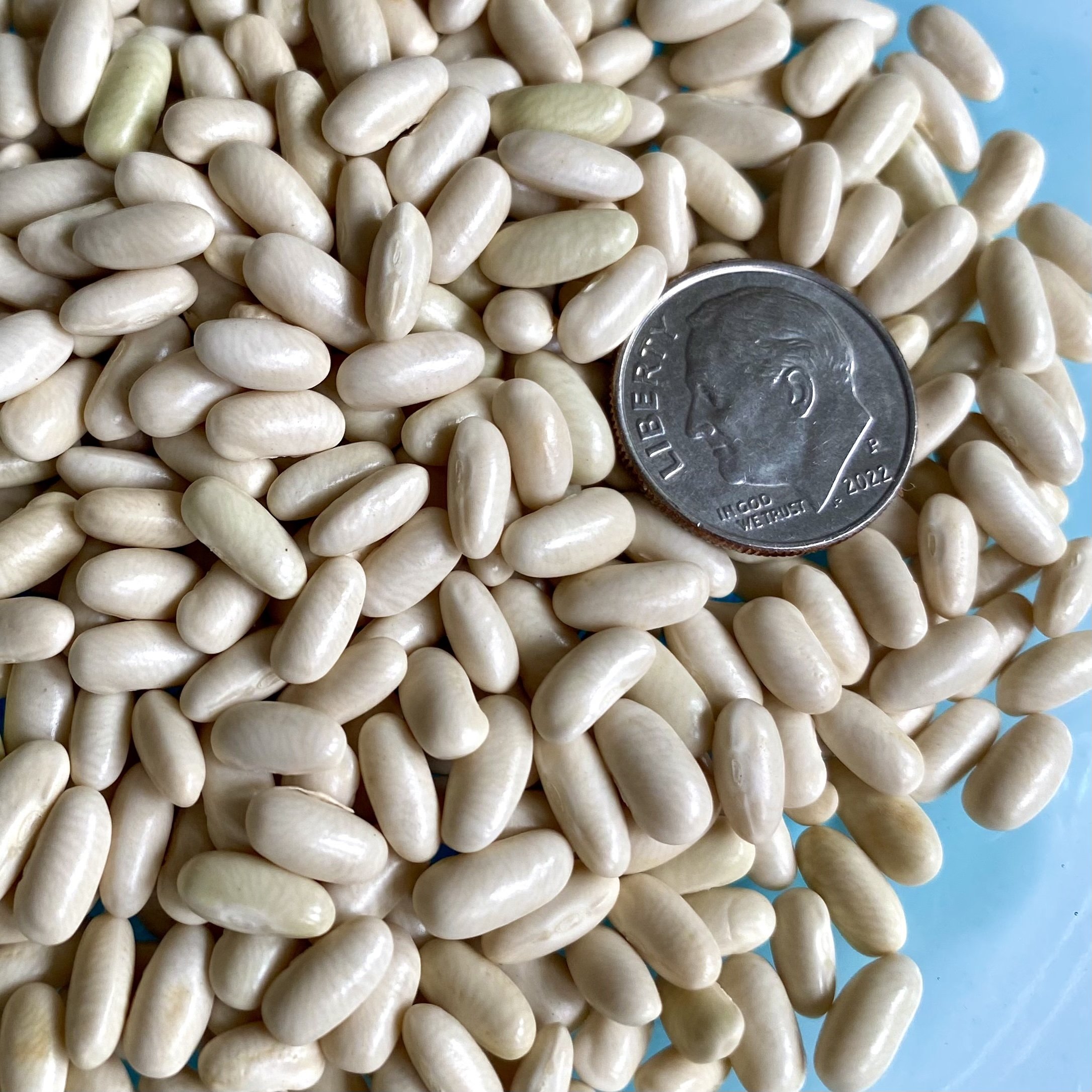 Hungarian Rice Bean