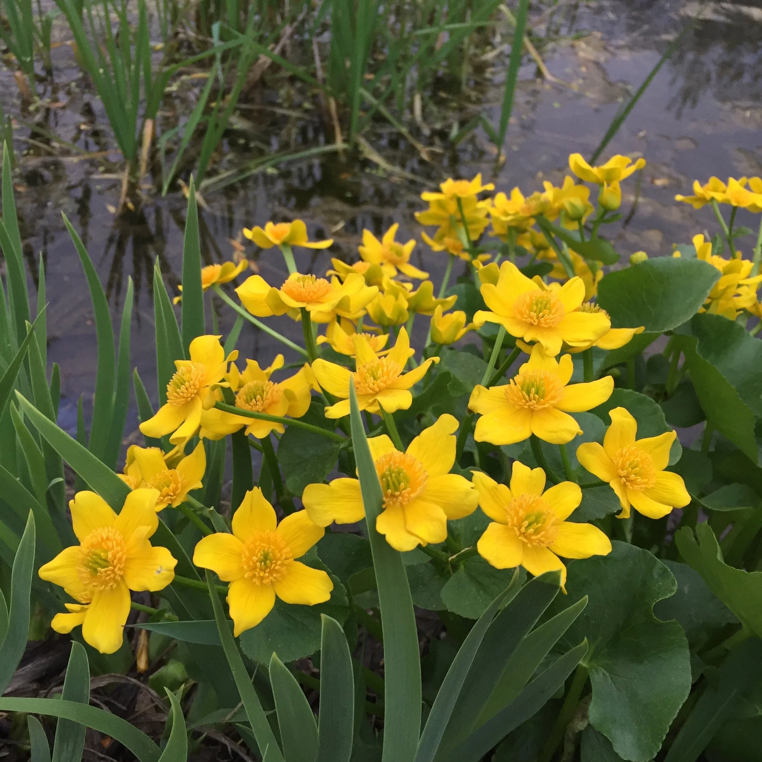 Marsh Marigold