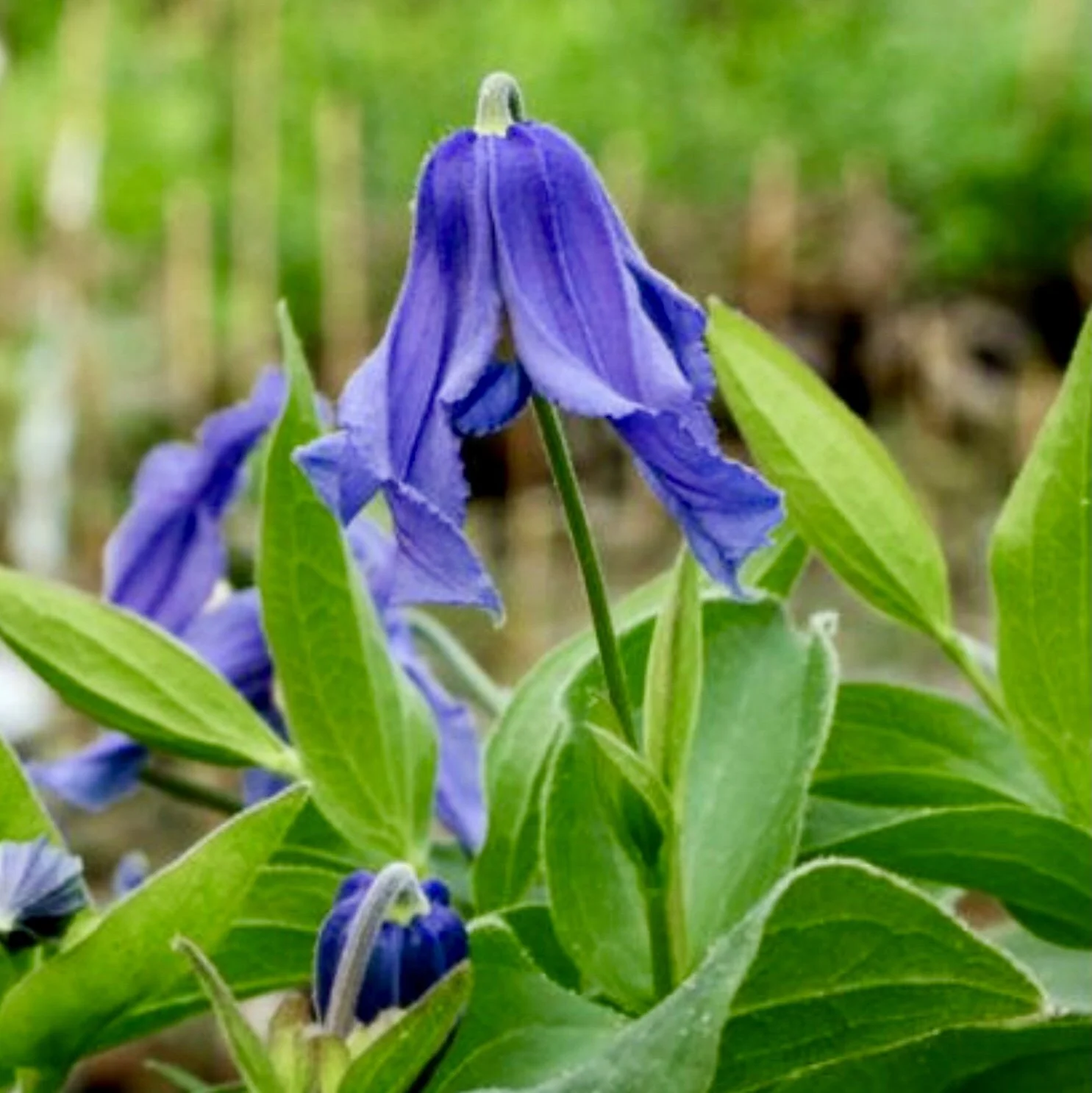 Clematis 'Blue Ribbons'