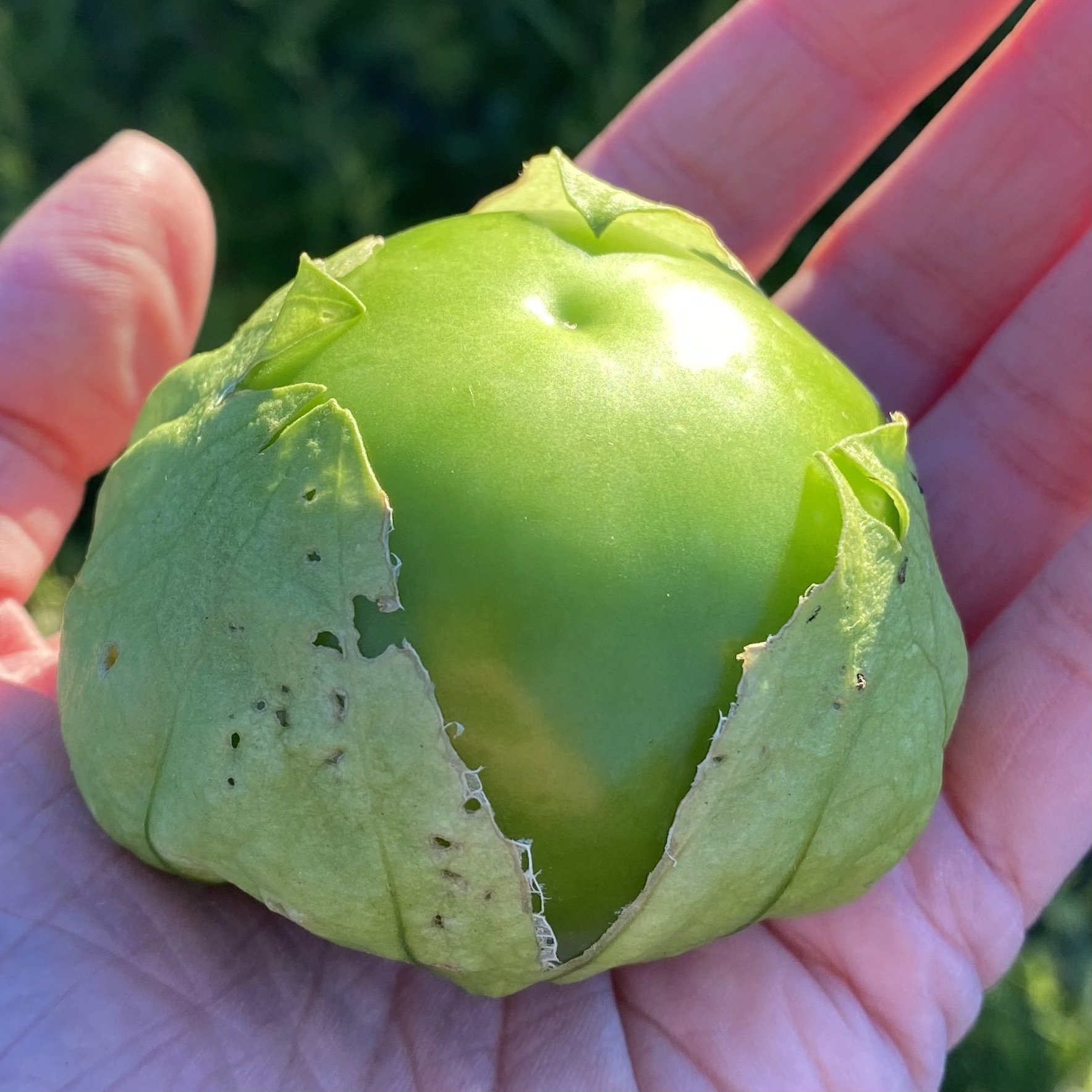 Cisineros Tomatillo