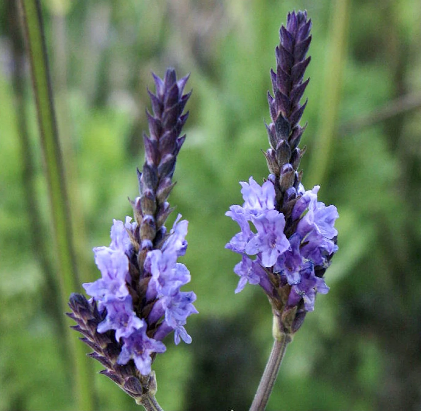 Fernleaf Lavender