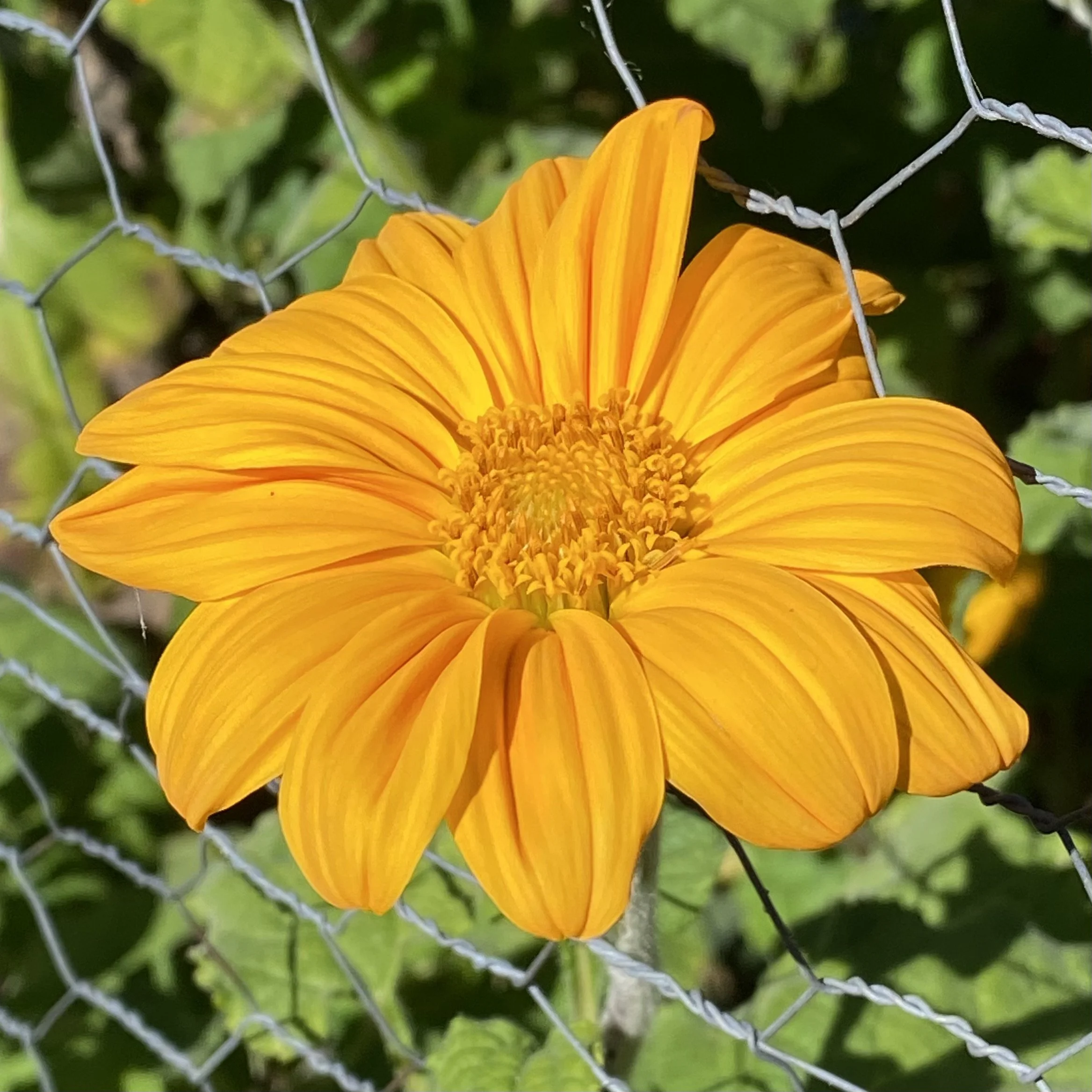 'Yellow Torch' Tithonia