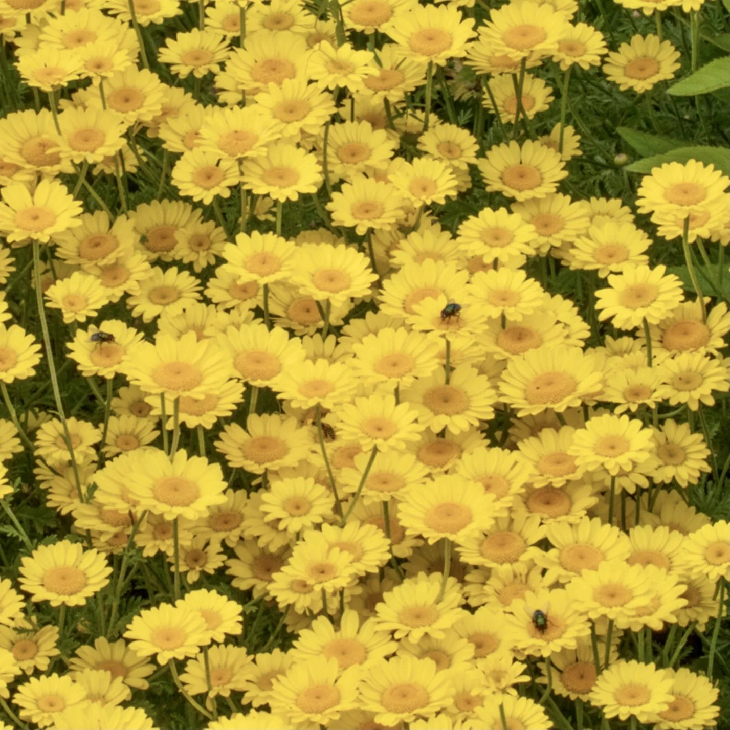 Dwarf Dyer's Chamomile