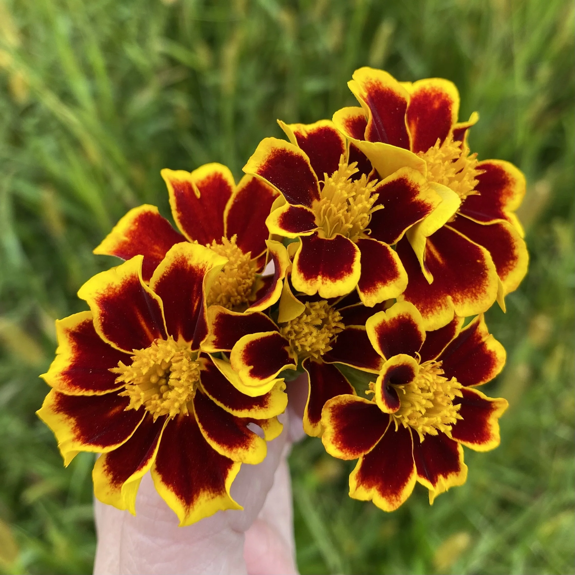 Frances' Choice Marigold