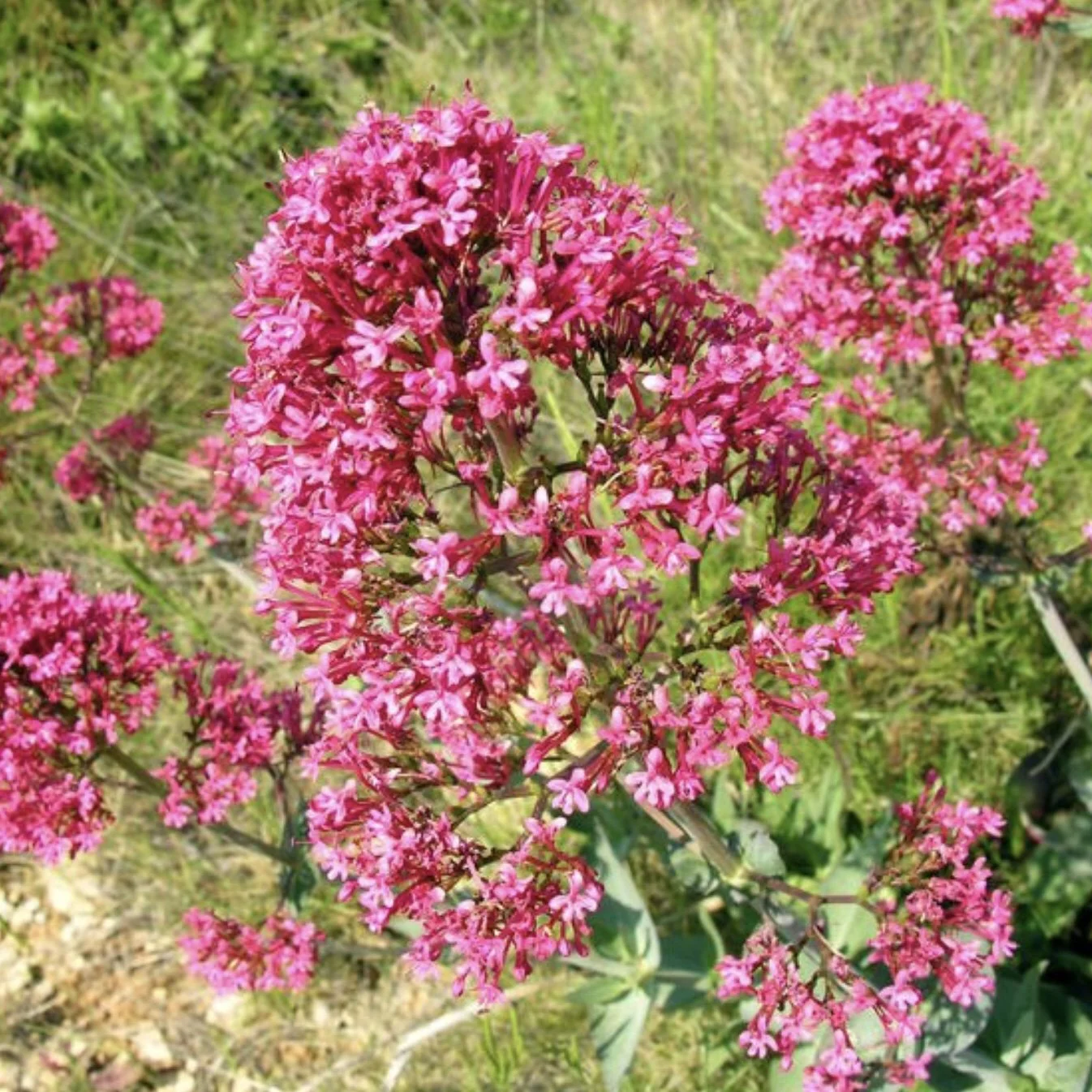 Red Valerian