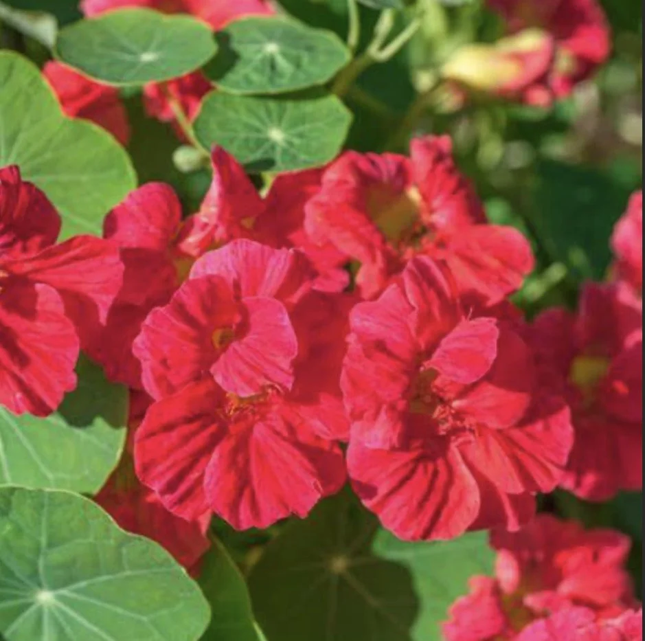 Cherry Rose Nasturtium