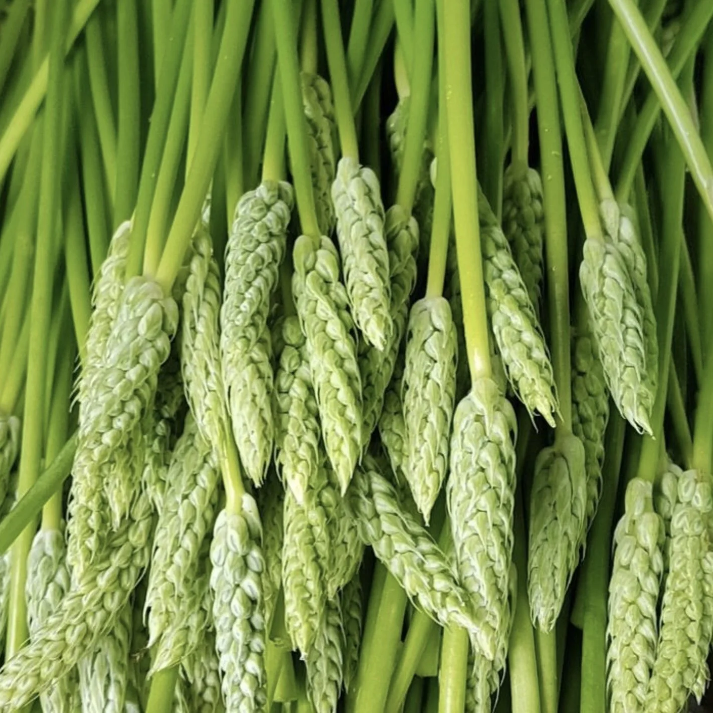 Bath Asparagus