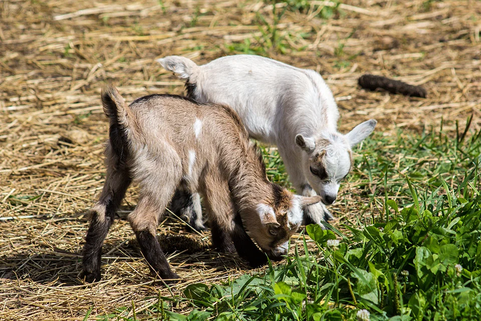 Baby Goats.jpg