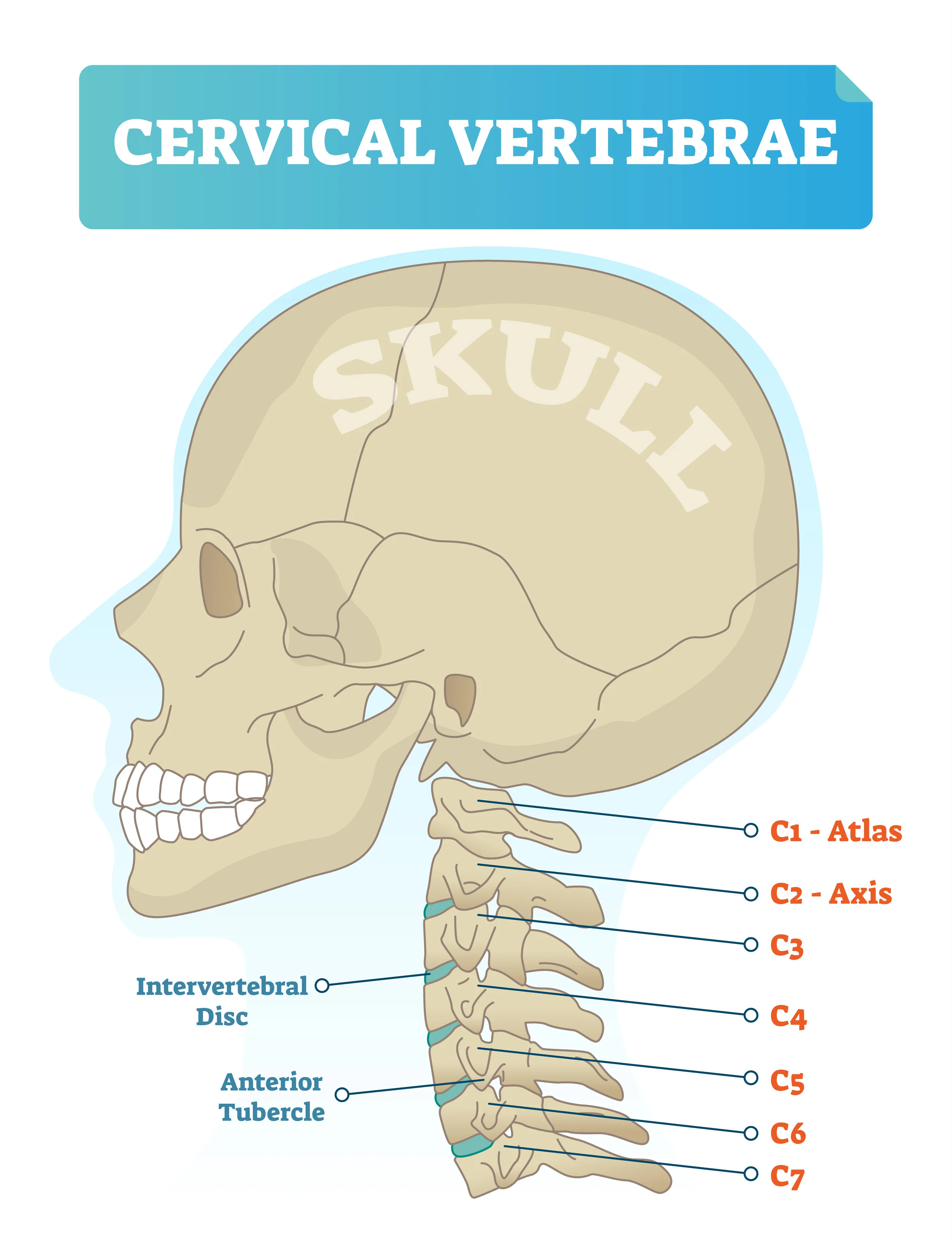 The Atlas vertebrae (C1) is above the Axis vertebrae (C2). The Atlas can only nod forward and back or to indicate “yes” but not turn side to side or to indicate “no”. That happens at the next vertebrae down, C2 the Axis.