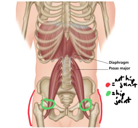 The hip-joints are circled in green. What most people think of their “hips” is outlined in red. Having a clear picture of where your hip-joints are, so that you can ask them to be free and easy, can majorly help your breath.