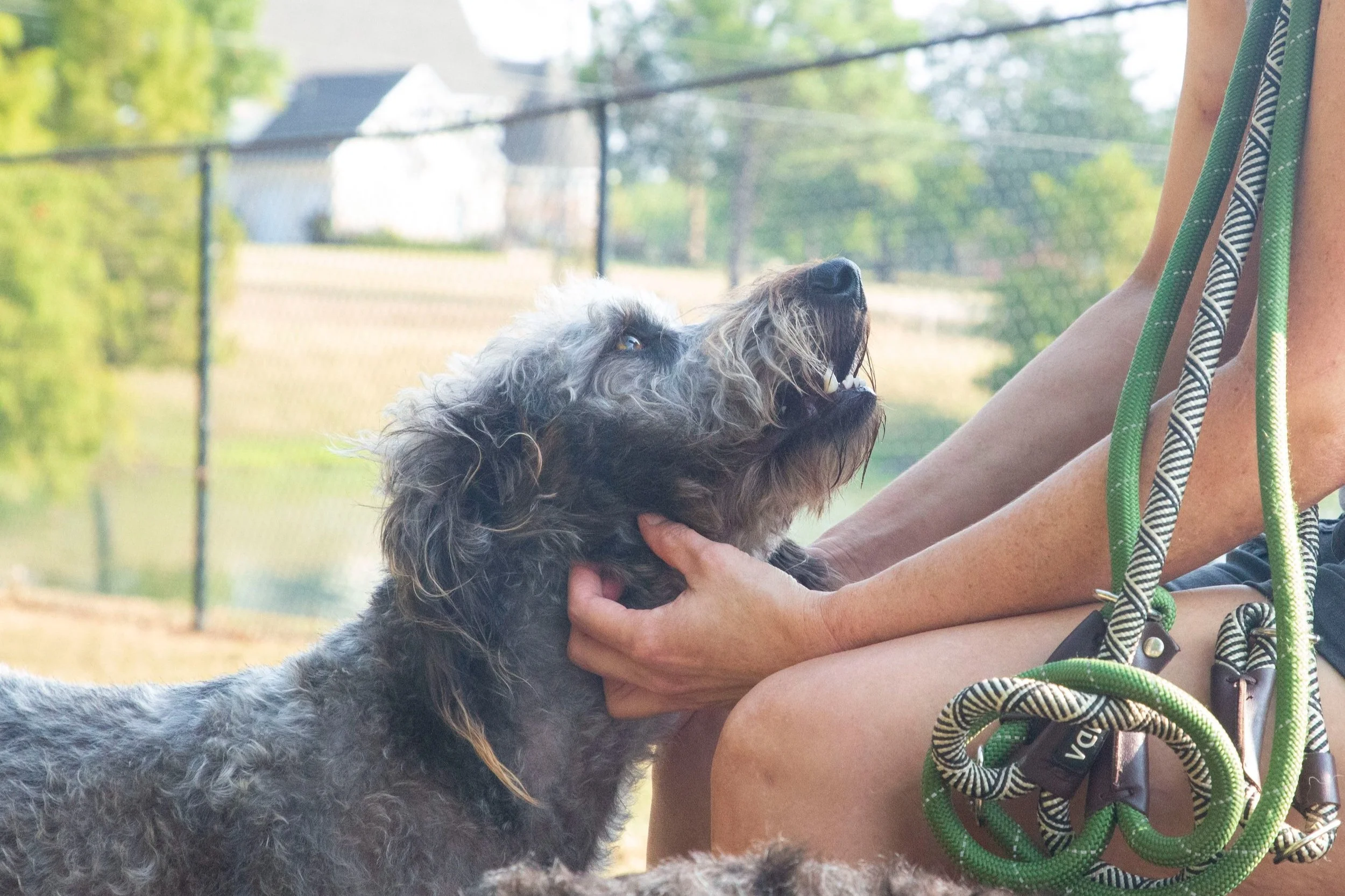 Dog being pet by Tails-A-Wagn' employee and looking into their eyes lovingly