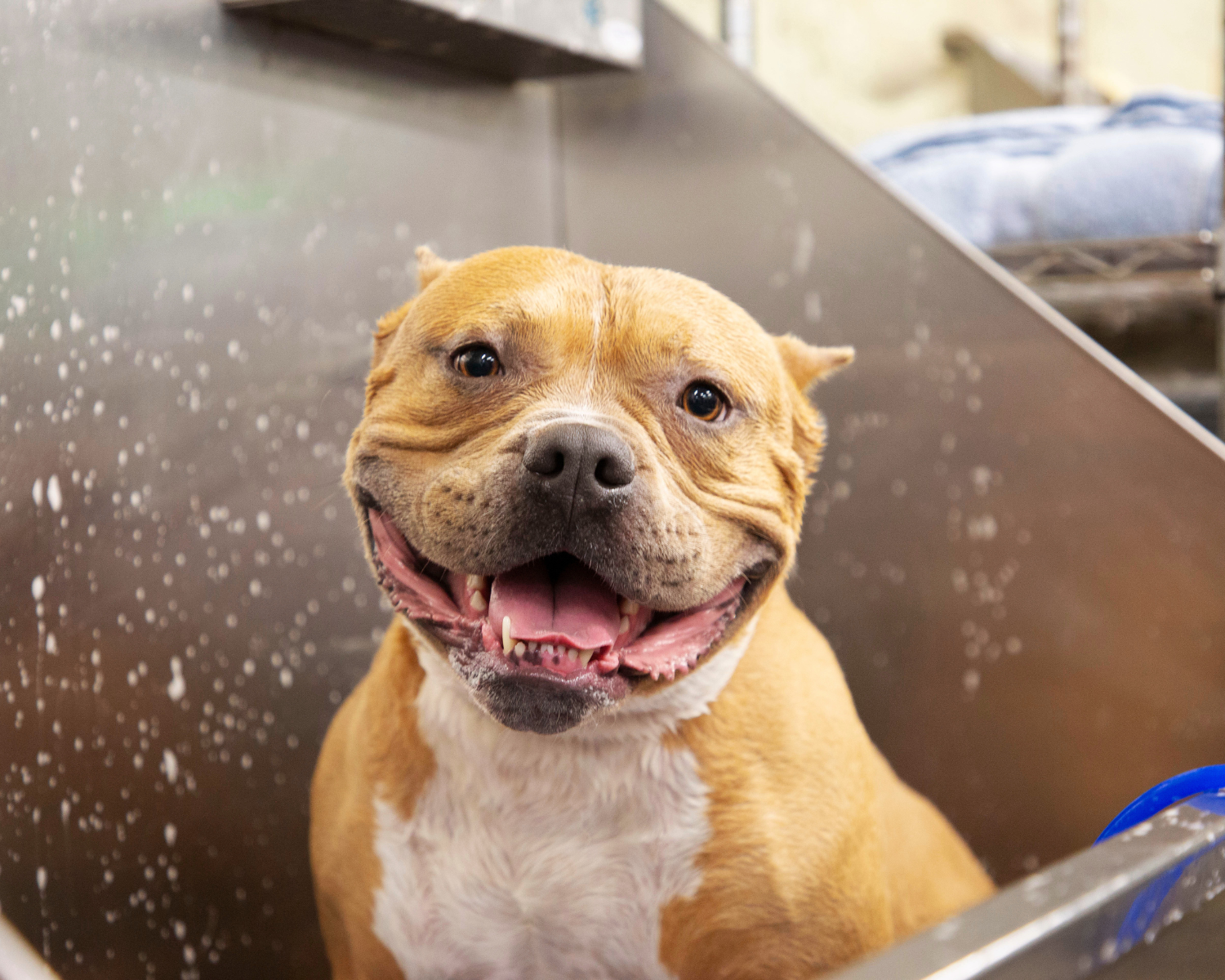Happy dog in a grooming salon bathtub