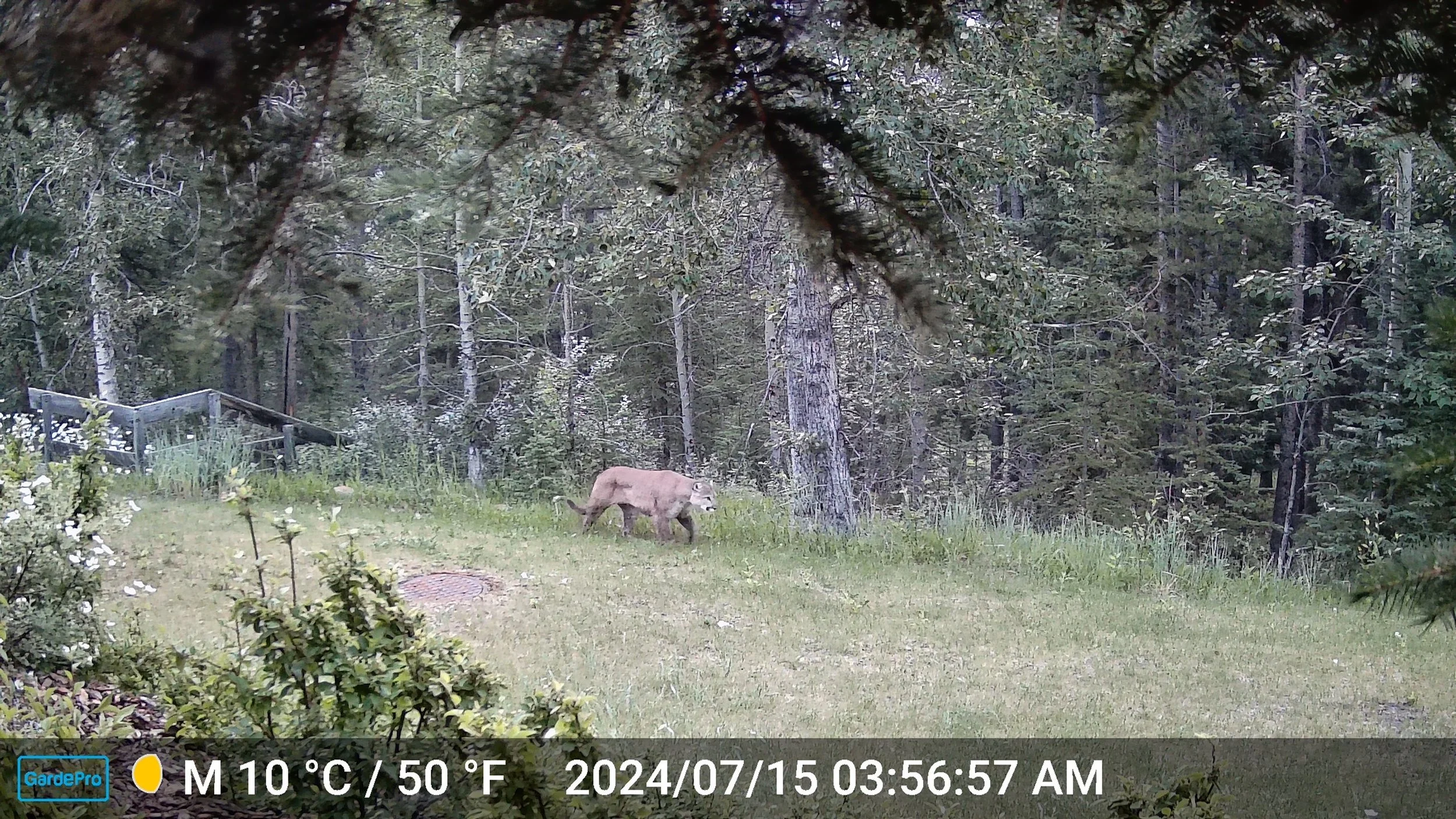 Bear Report - August 1, 2024 — Biosphere Institute of the Bow Valley