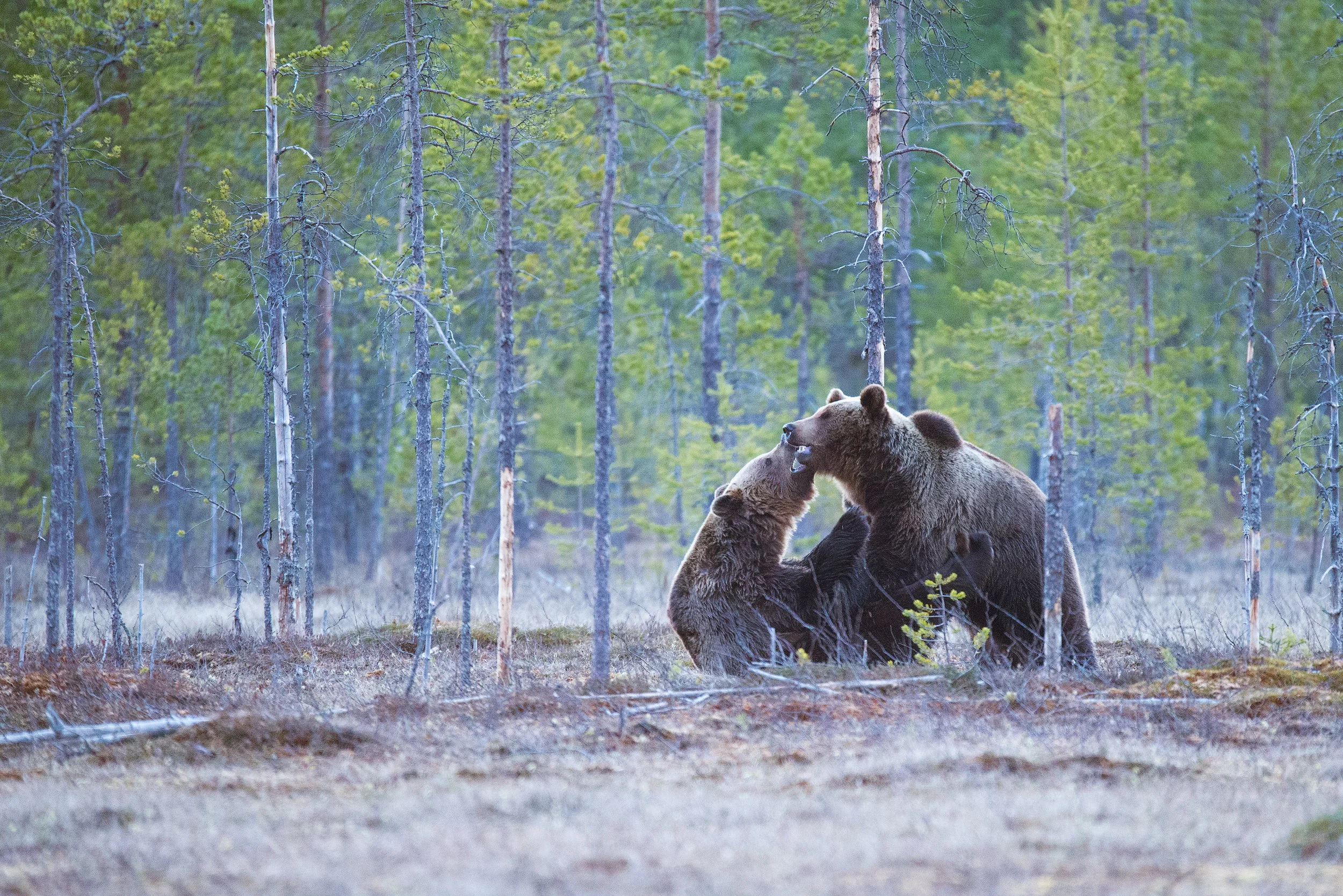 grizzly+131227s+by+amar+athwal.jpg