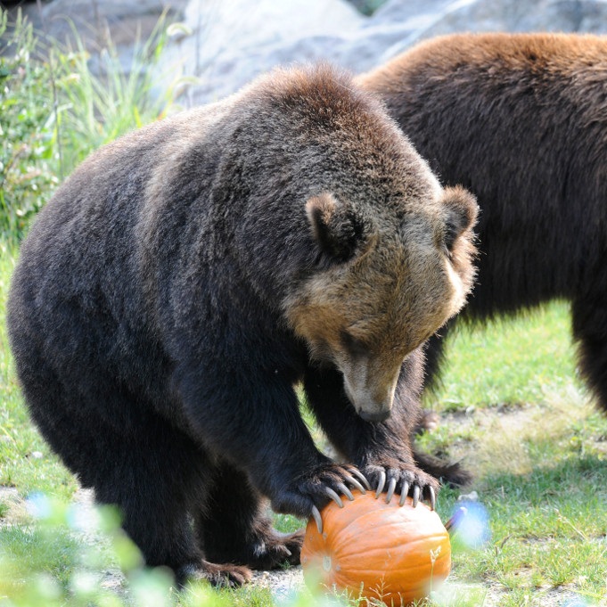 Julie-Larsen-Maher_1080_Grizzly-Bears-and-Brown-Bears-with-Pumpkin-Enrichment_BB_BZ_09-15-11.jpg