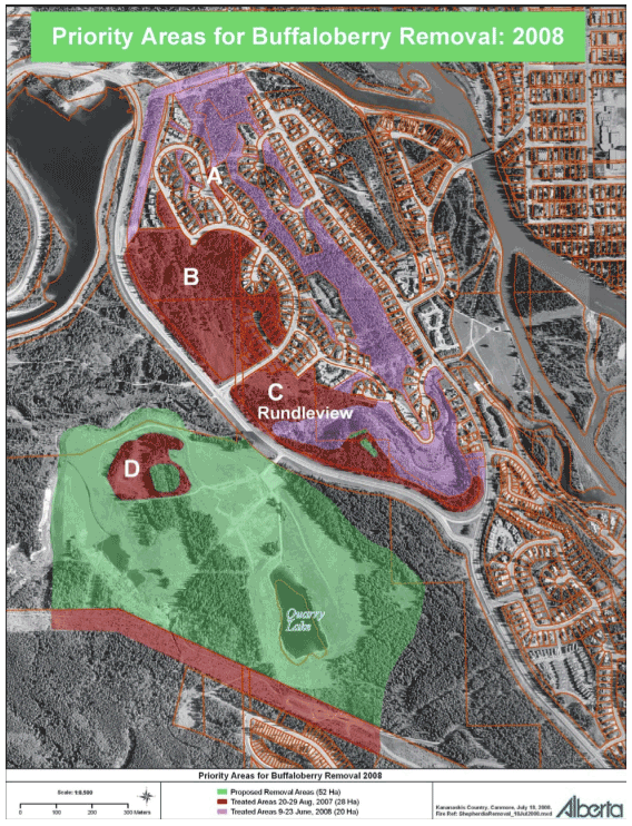 Buffaloberry Removal Areas for the Town of Canmore, 2008. Buffaloberry berry bushes were removed from the area highlighted in green, while was areas highlighted in red and purple were removed prior to this date. The Town of Canmore continues to maintain clearing efforts.