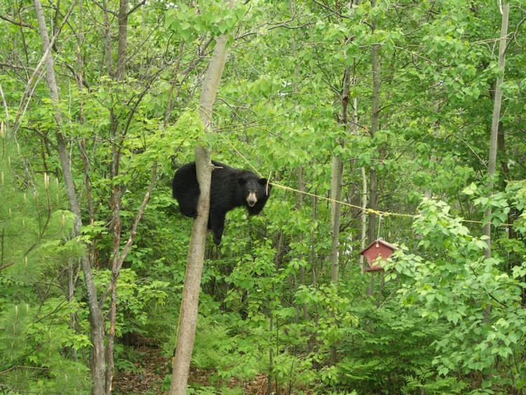 Natural And Unnatural Attractants Biosphere Institute Of The Bow