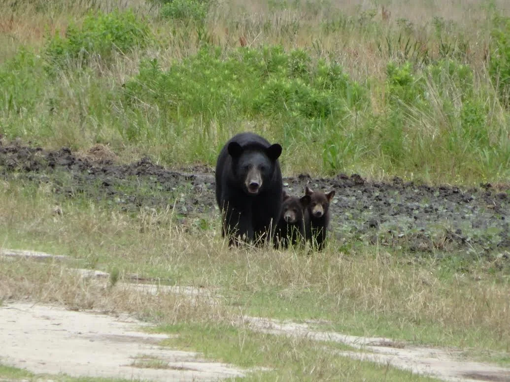 Black_bear_with_cubs_(16519716477).jpg