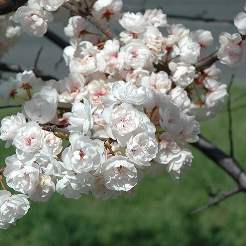 Princess Kay Plum in full bloom!