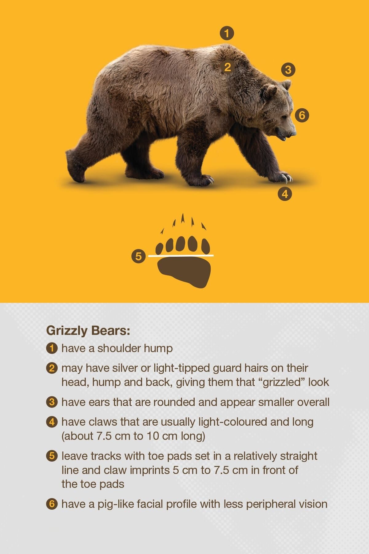 Know the Language of Black Bears