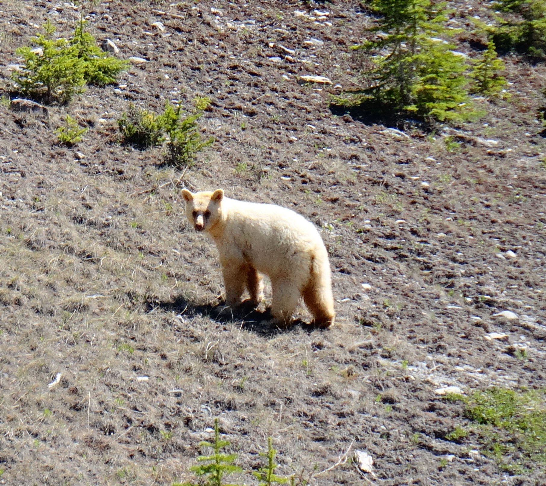 Bear Report - July 2, 2021 — Biosphere Institute of the Bow Valley