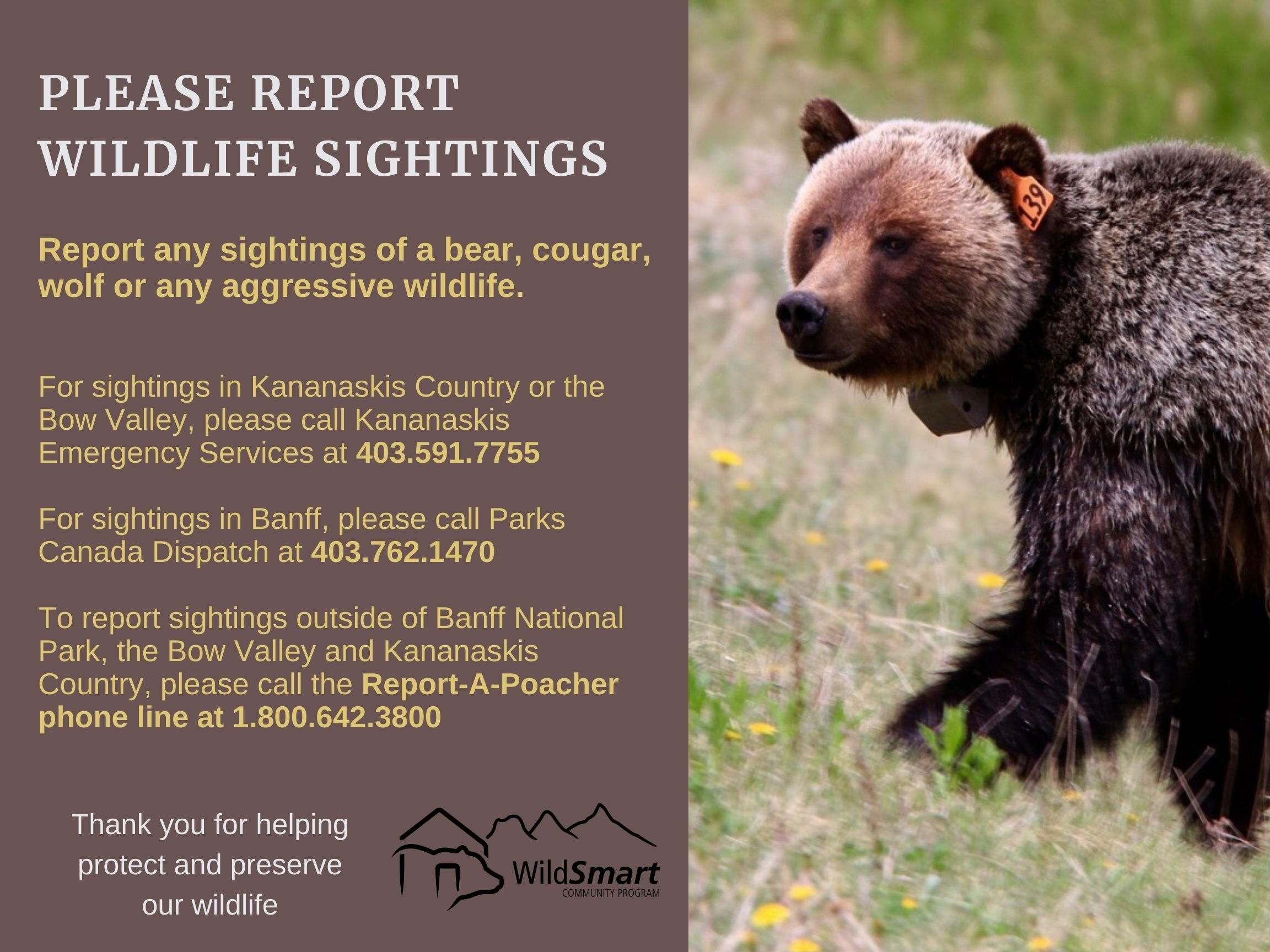 Bear Report — Biosphere Institute of the Bow Valley