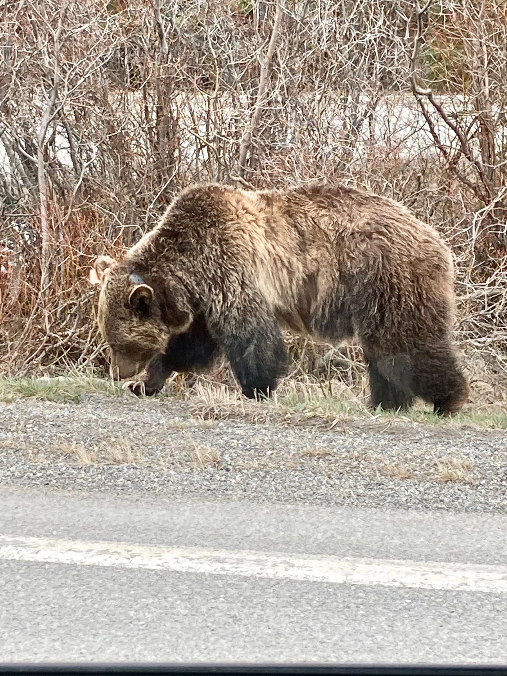 Bear Report - June 9, 2022