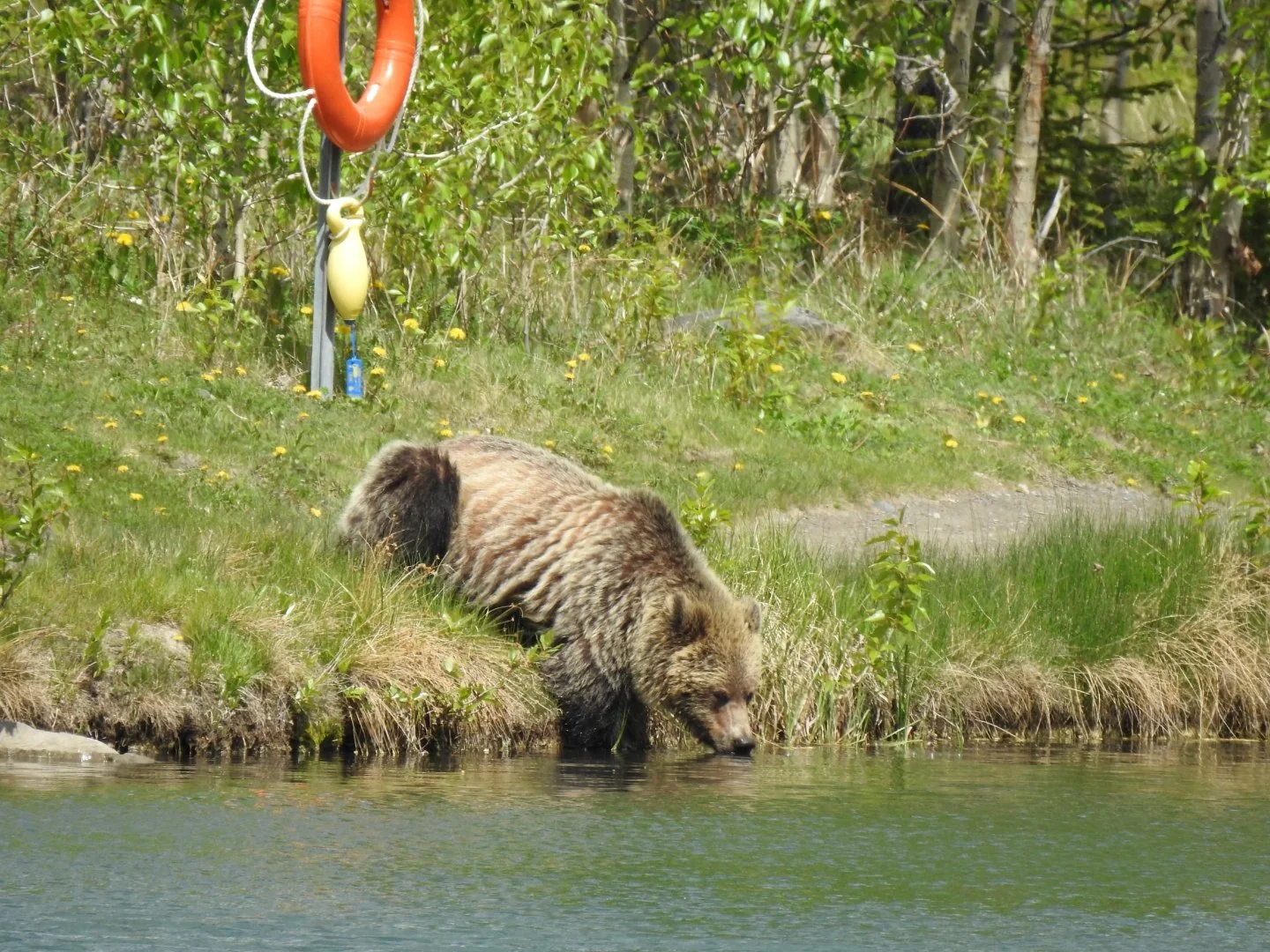 Bear Report - June 16, 2022