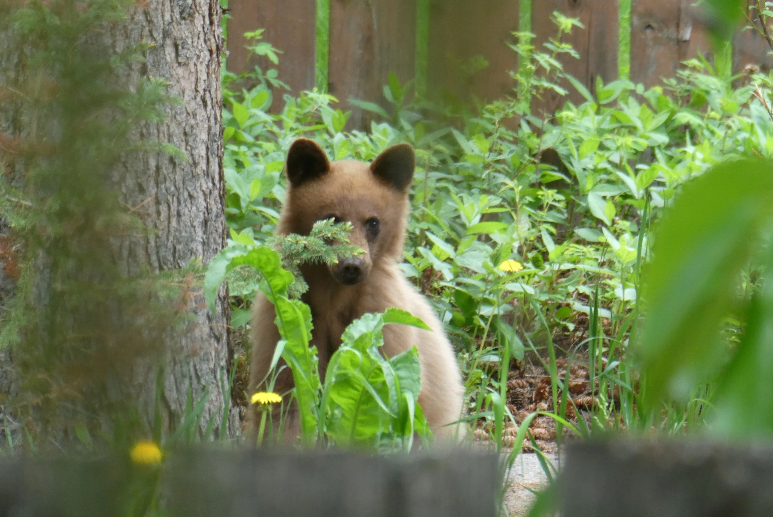 Bear Report - June 30, 2022