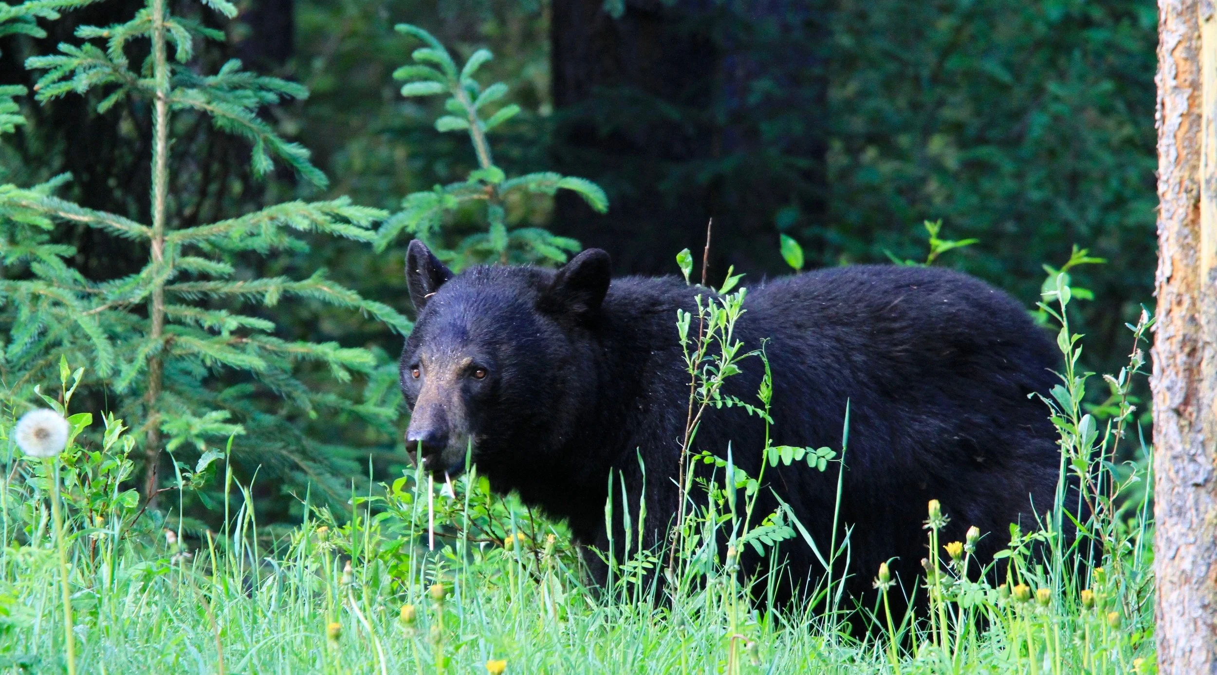 Bear Report - July 7, 2022