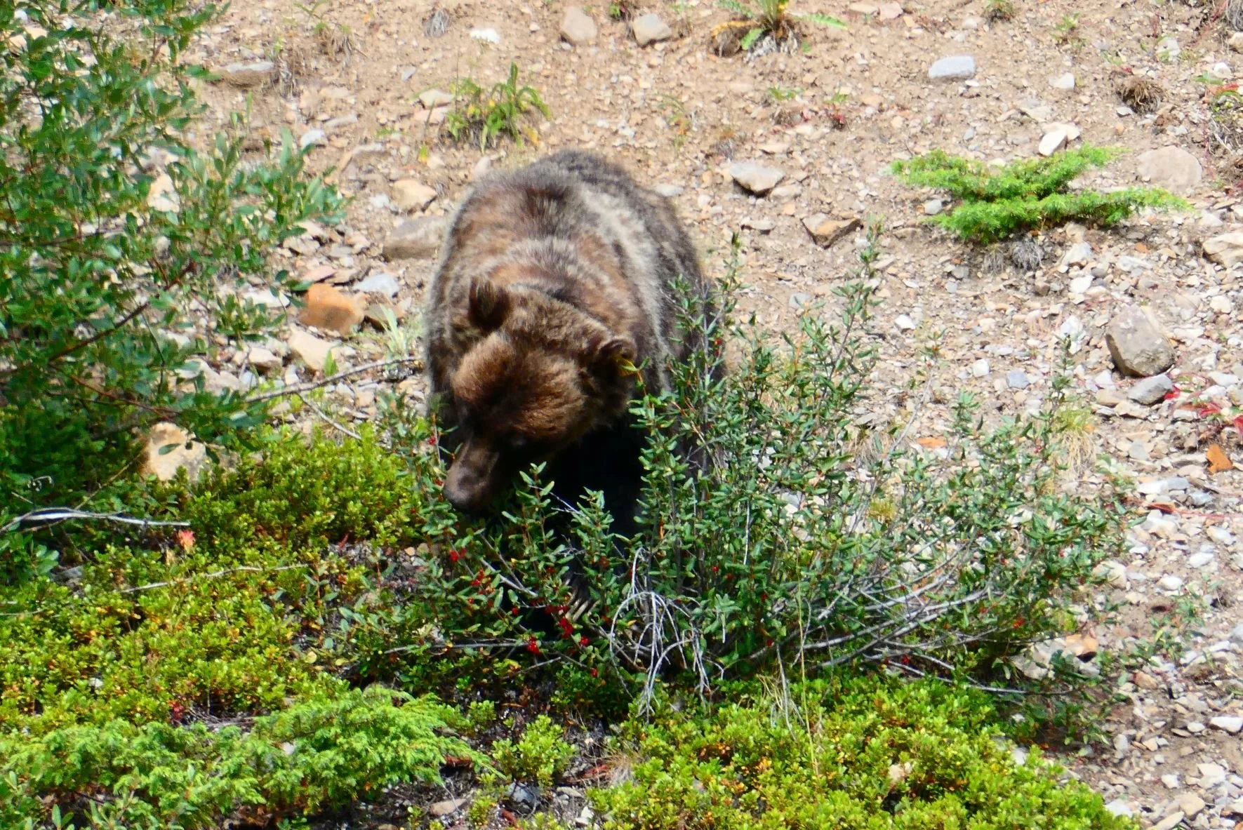 Bear Report - August 5, 2022