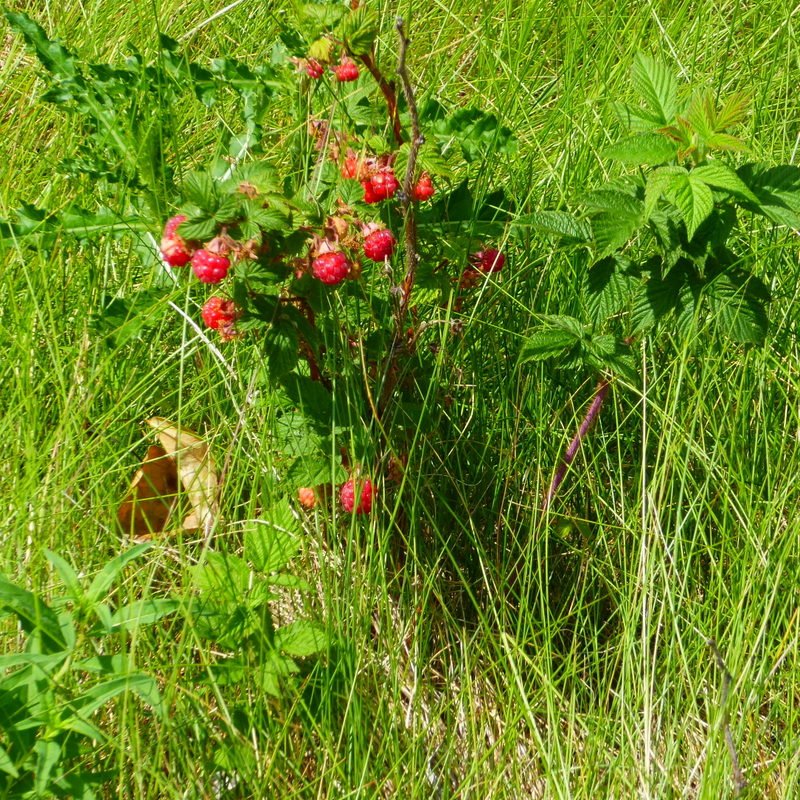 August - Berries