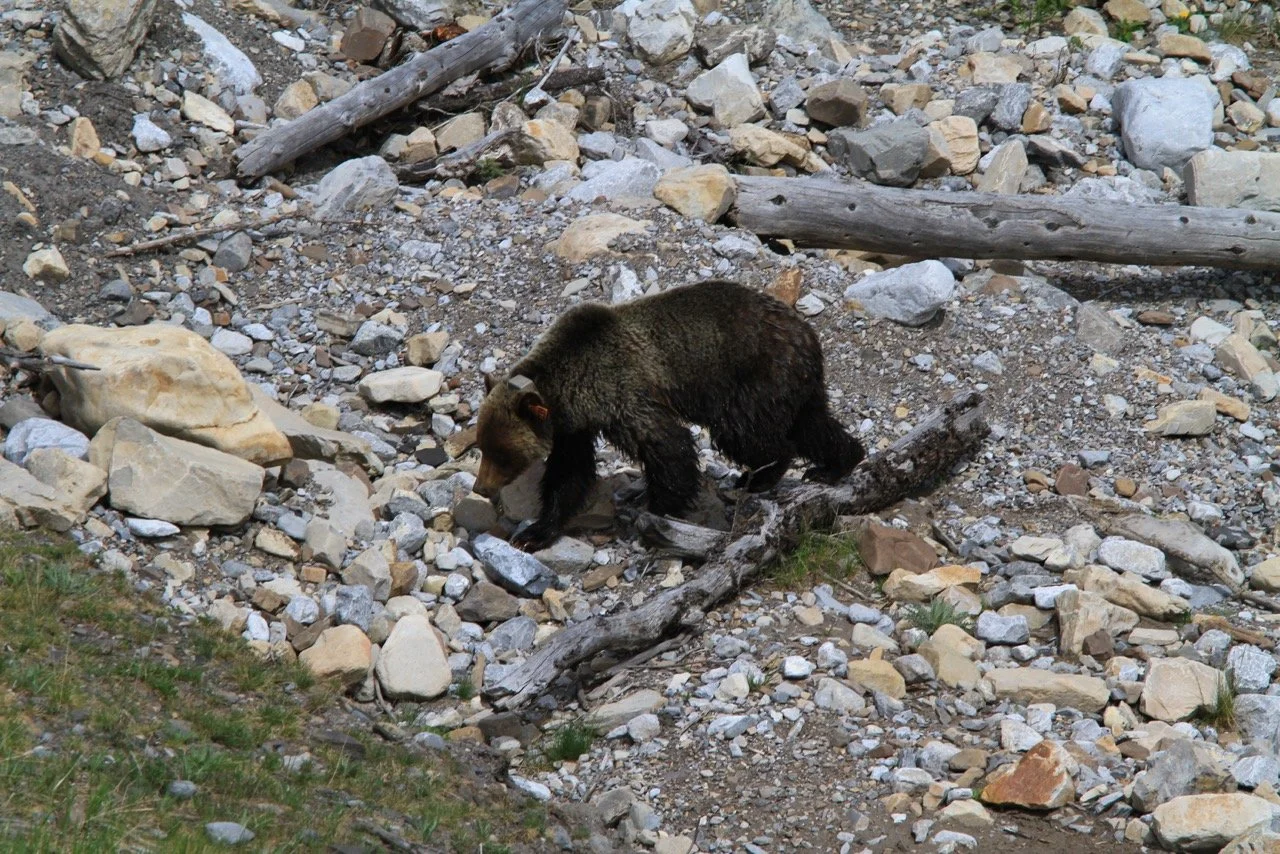 Bear Report - October 6, 2022