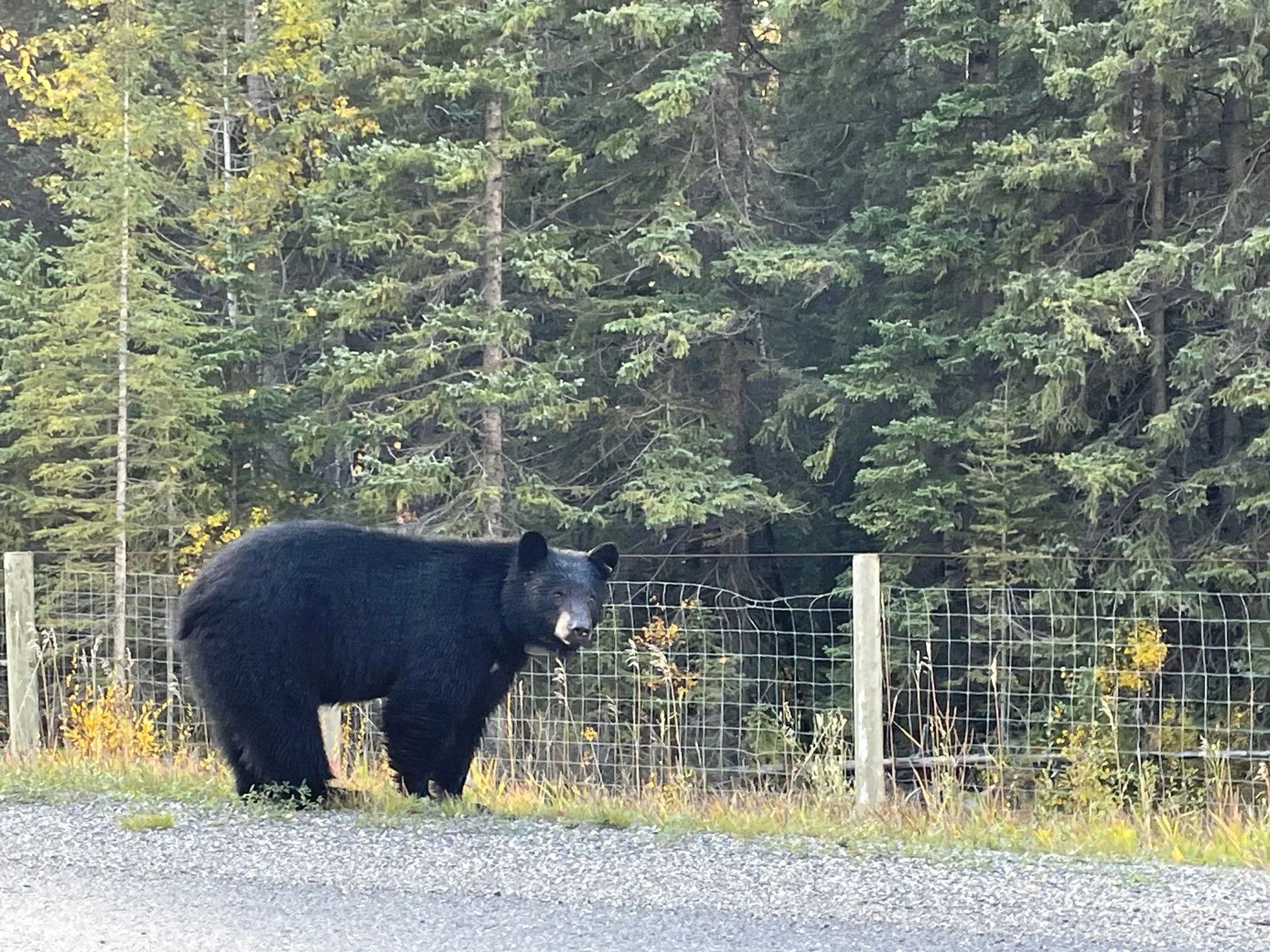 Bear Report - Oct 5, 2023