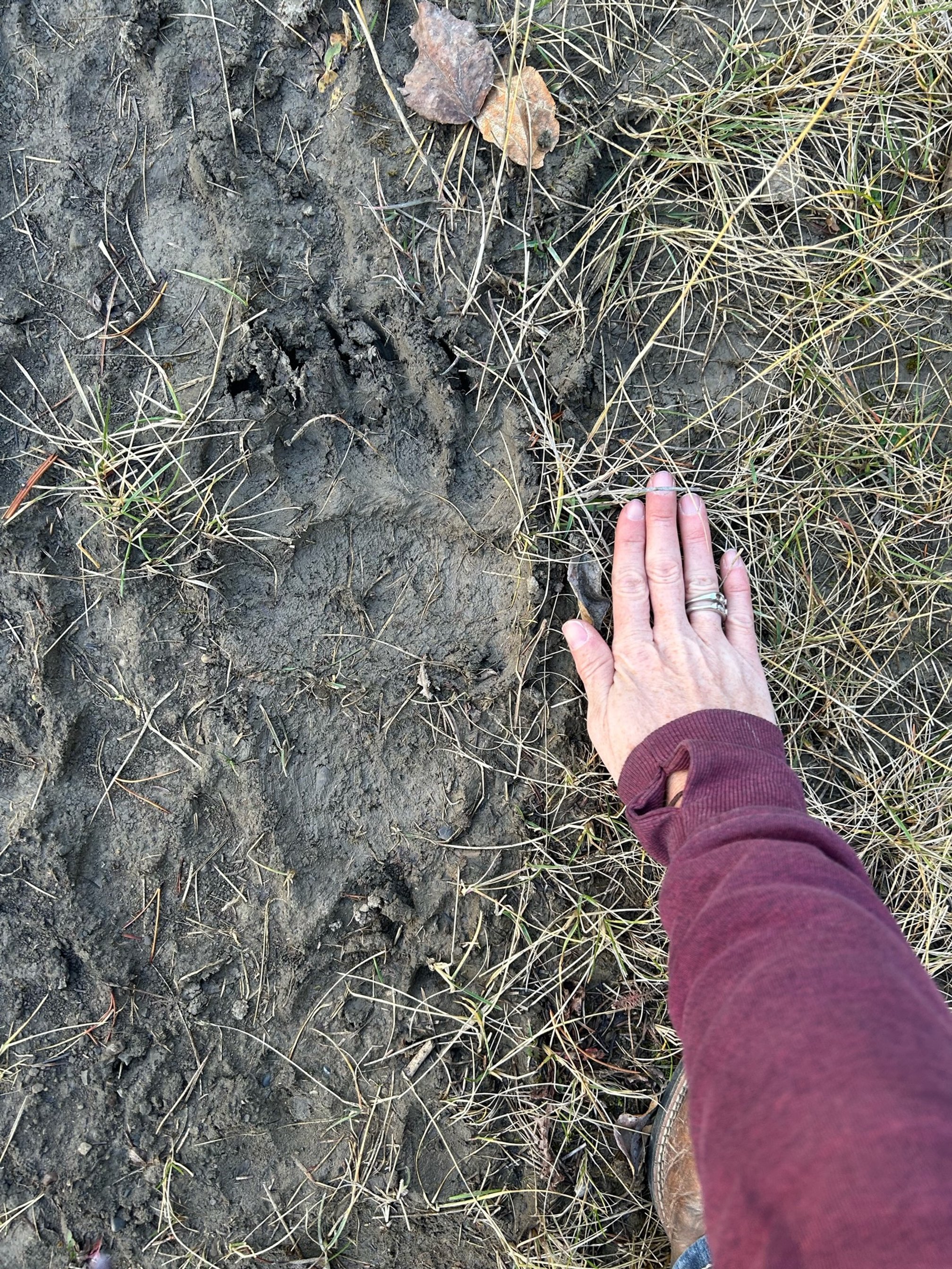 Bear Report - Oct 19, 2023