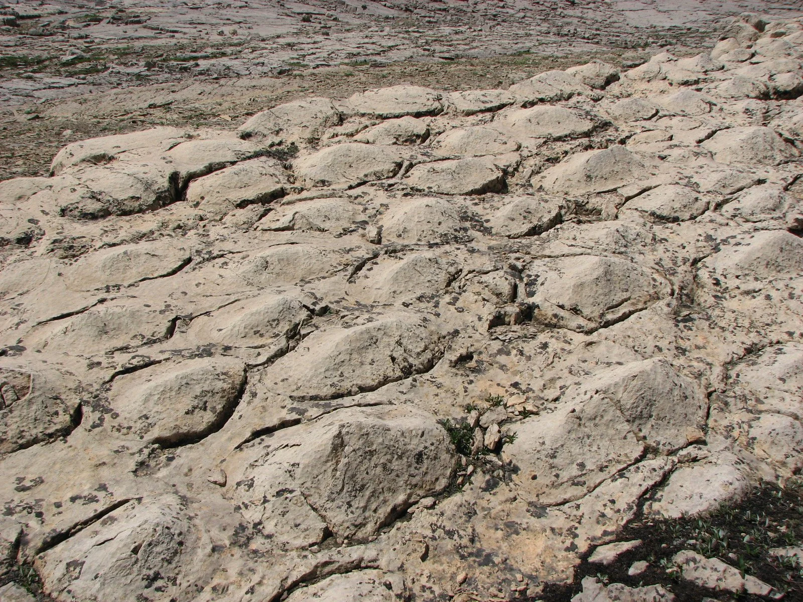 Bow Valley Naturalists: Stromatolites &amp; Early Life 