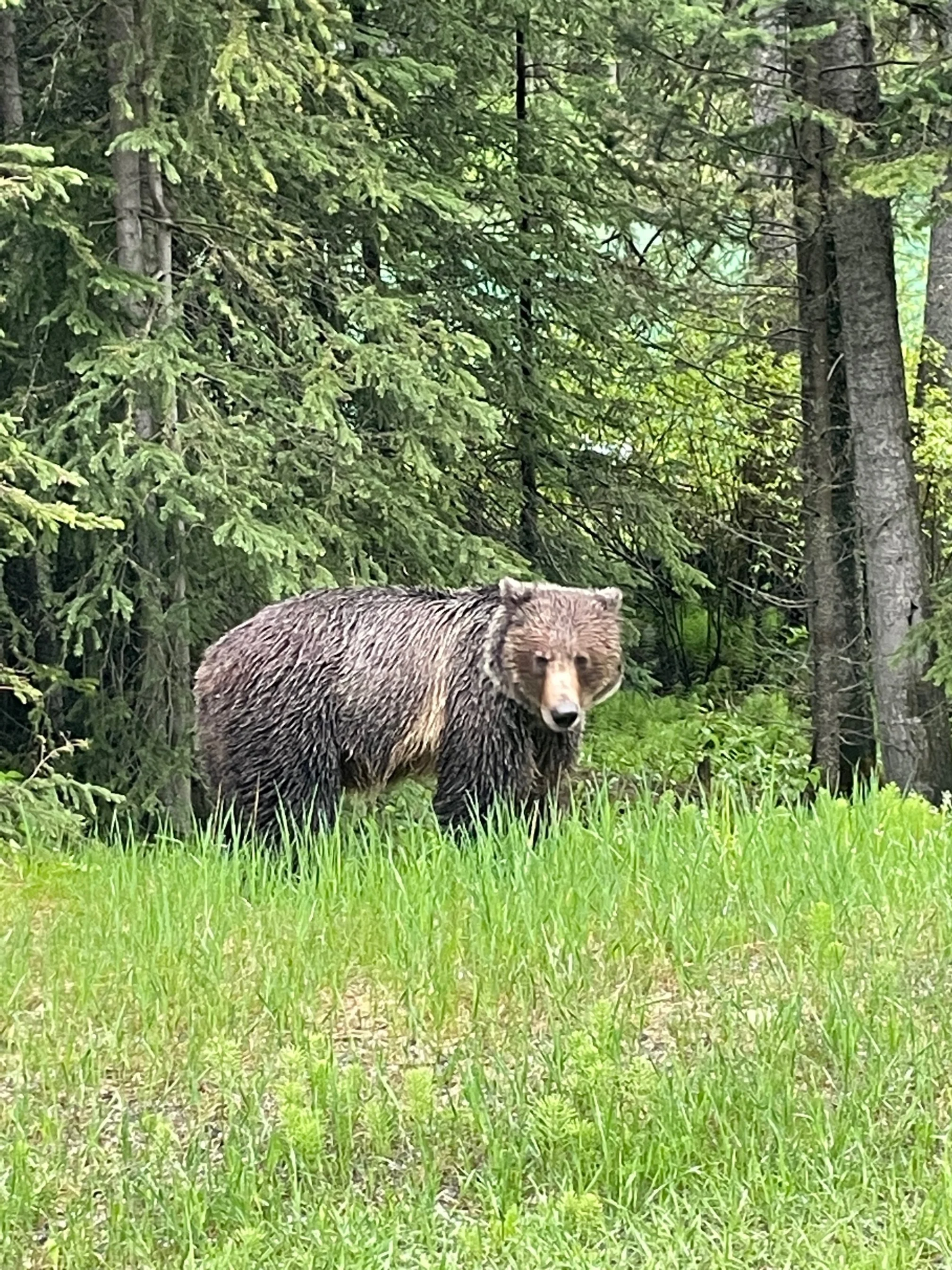 Bear Report - June 20, 2024