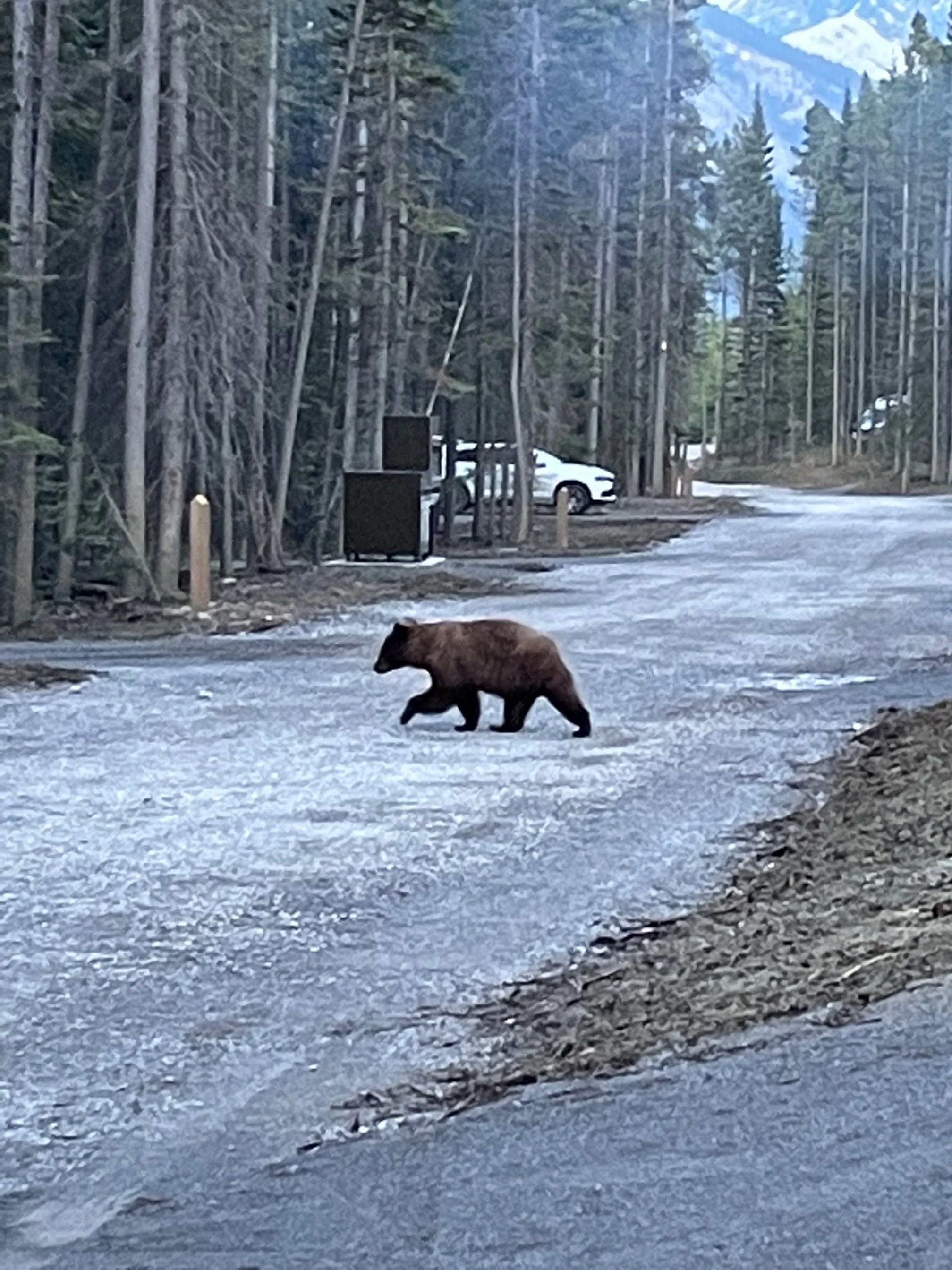 Bear Report - July 4, 2024