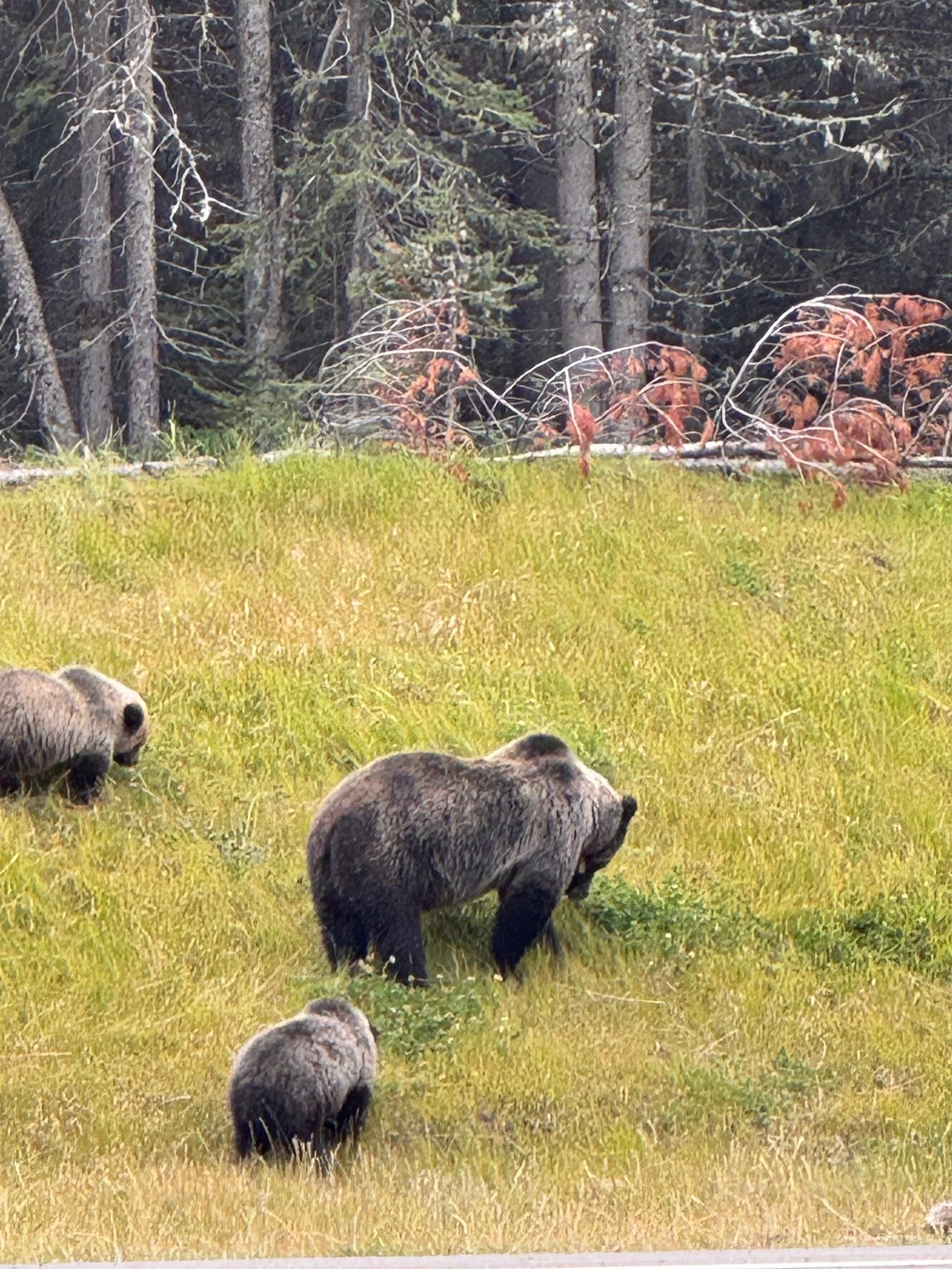 Bear Report - September 26, 2024