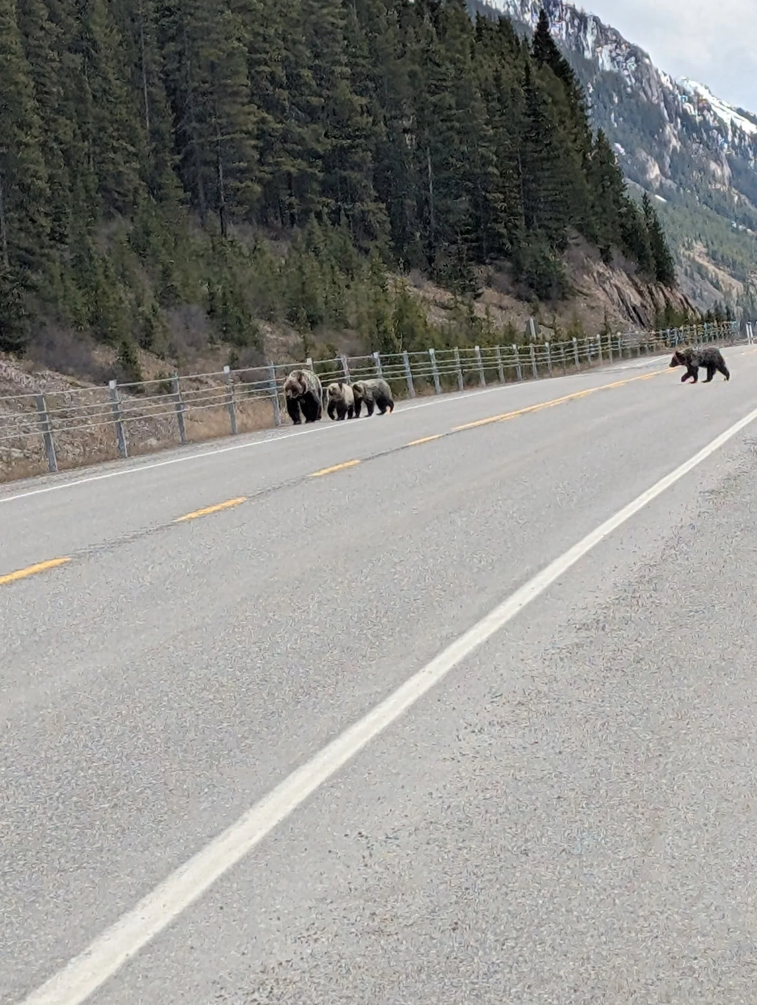 Bear Report - May 1, 2025