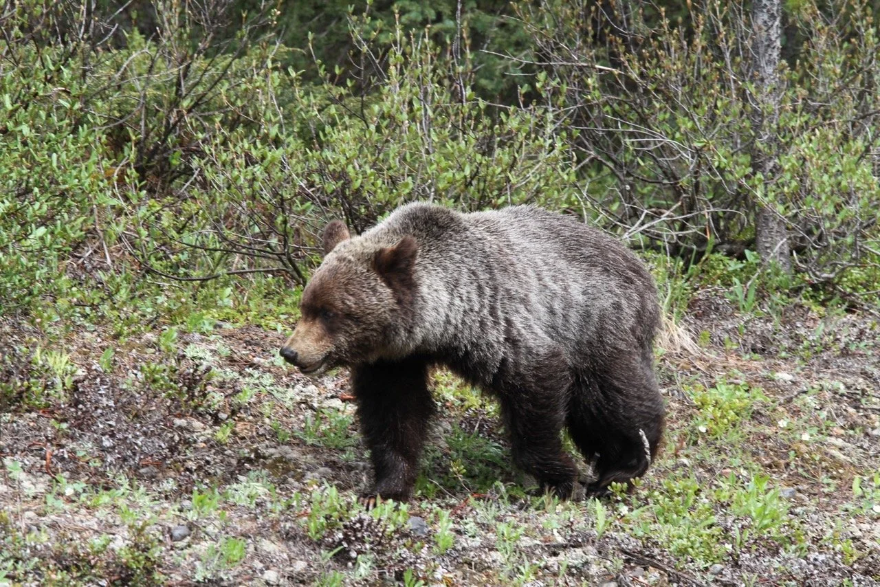 Bear Report - August 14, 2025