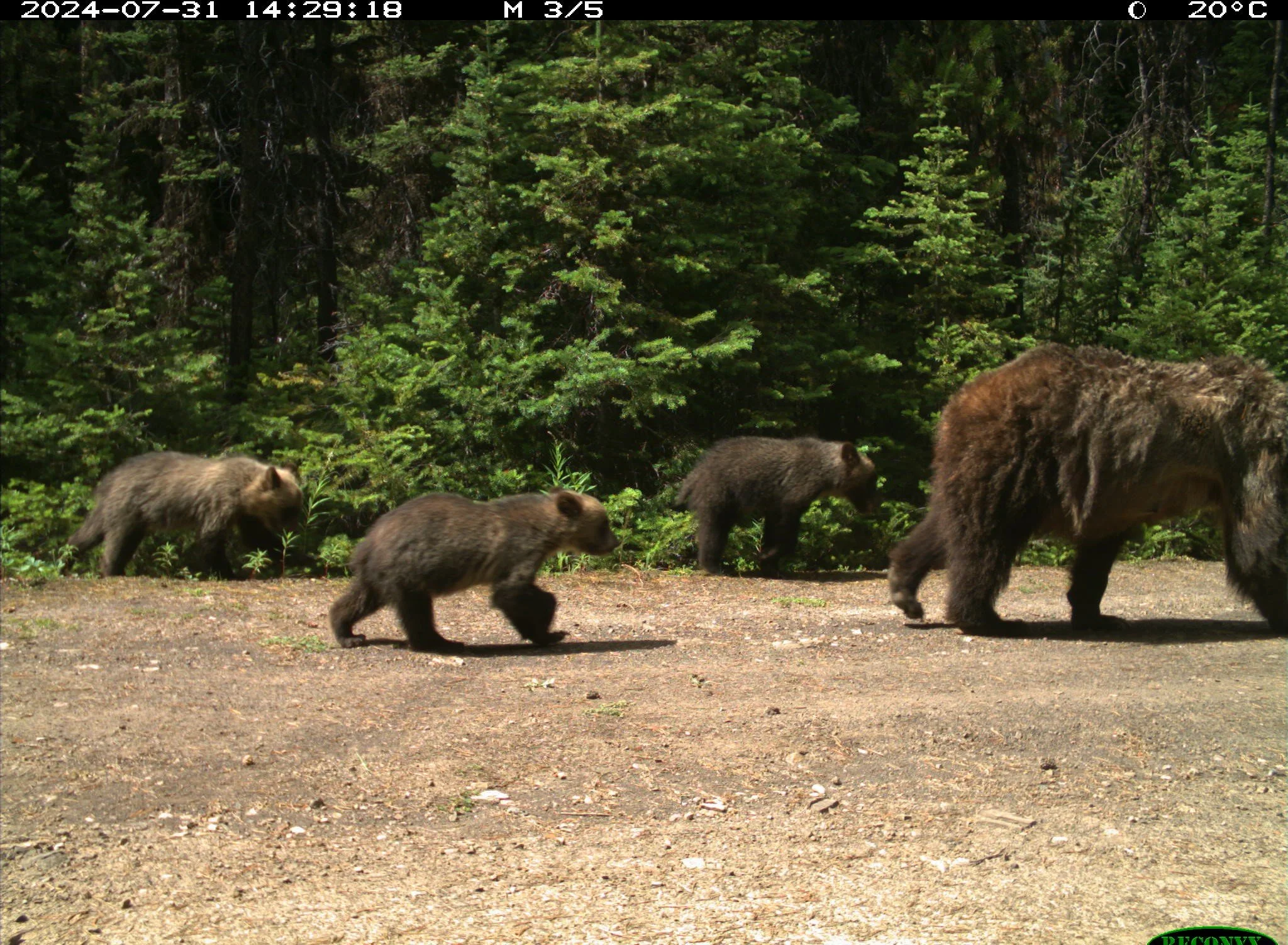 Bear Report - August 28, 2025