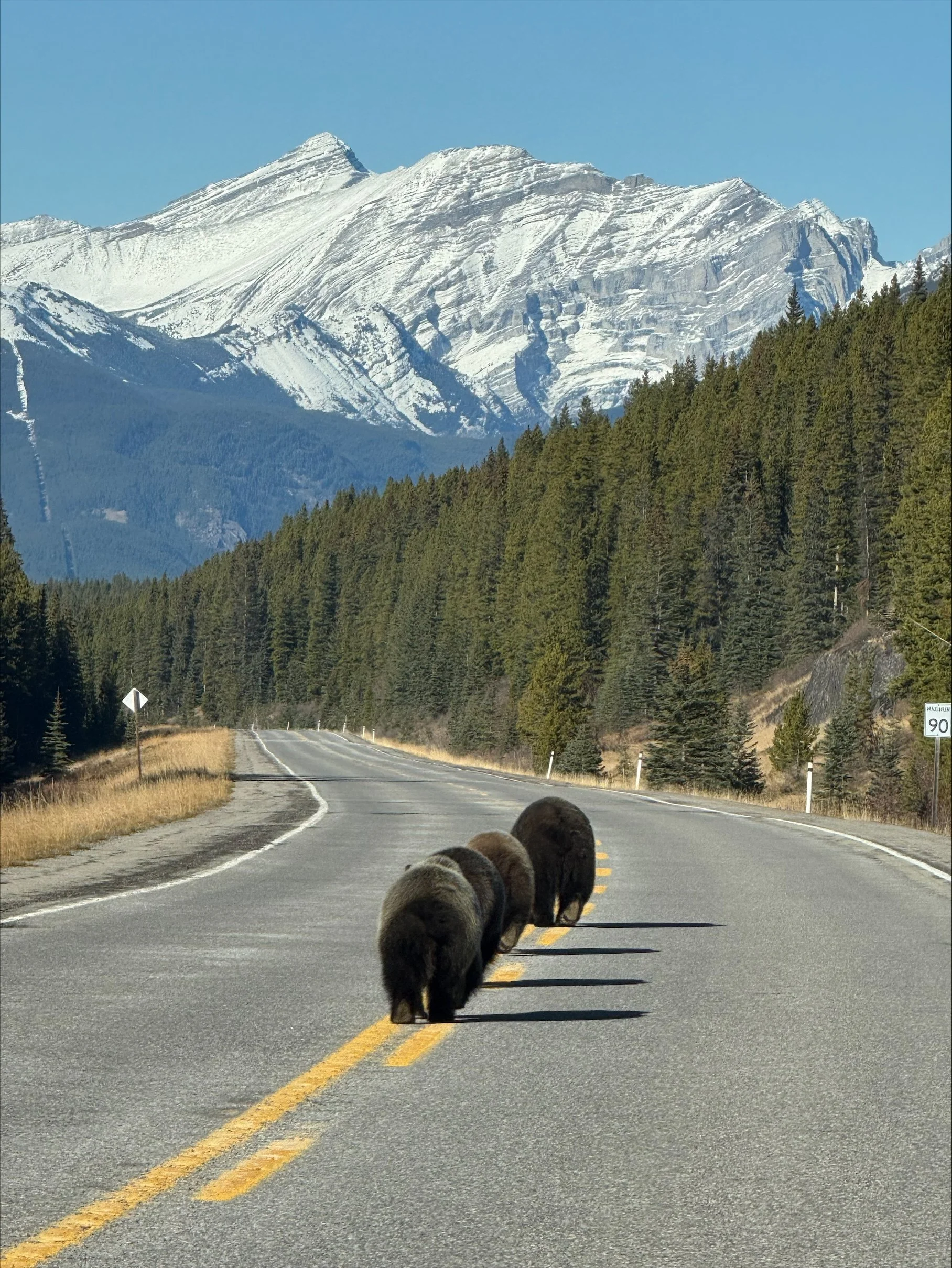 Bear Report - November 13, 2025