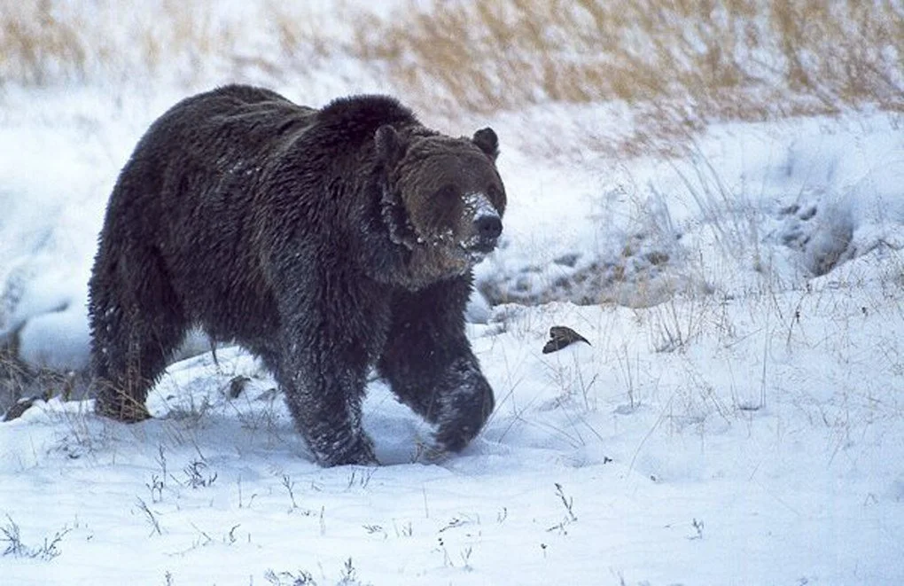 Bear Report - December 11, 2025