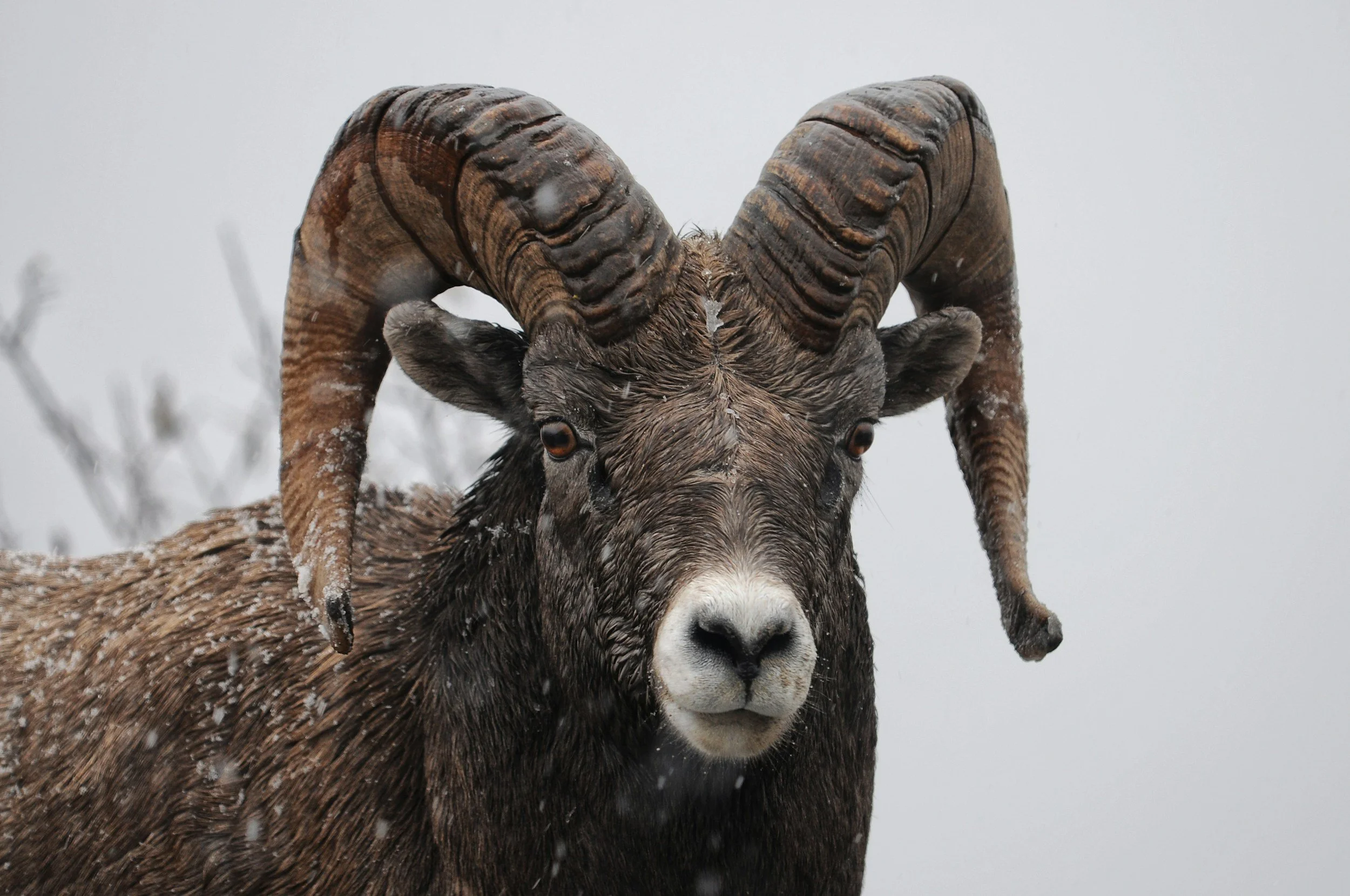 Queer as  Bighorn: Textile Art Workshop 