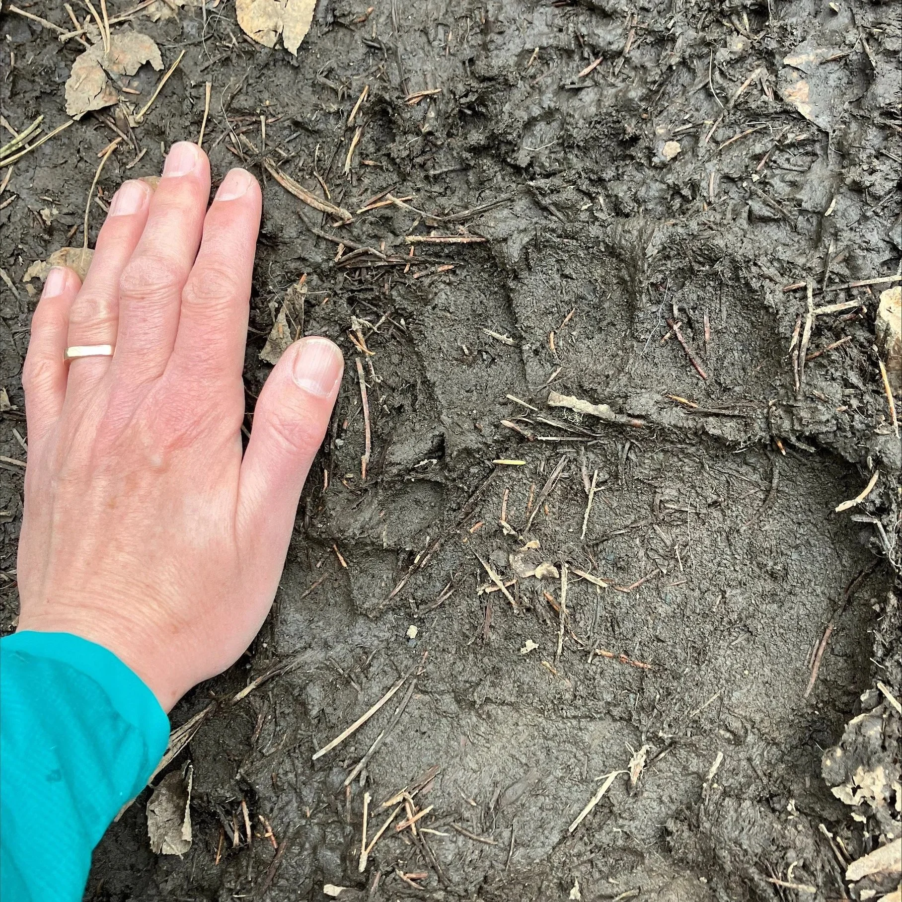 Bear Report - April 17, 2026